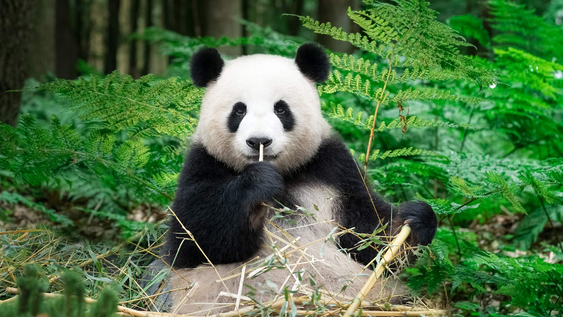 Giant panda eating bamboo, China