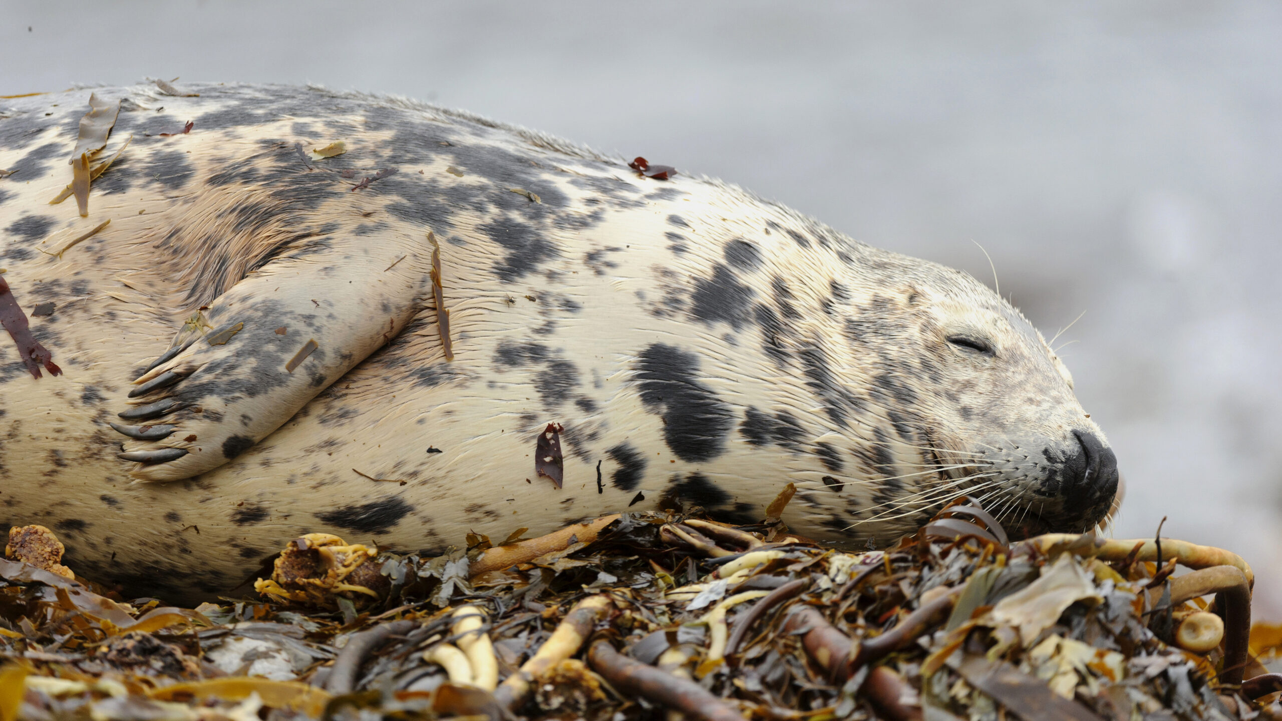 Gray seal sleeping on the beach, Orkney Islands, Scotland