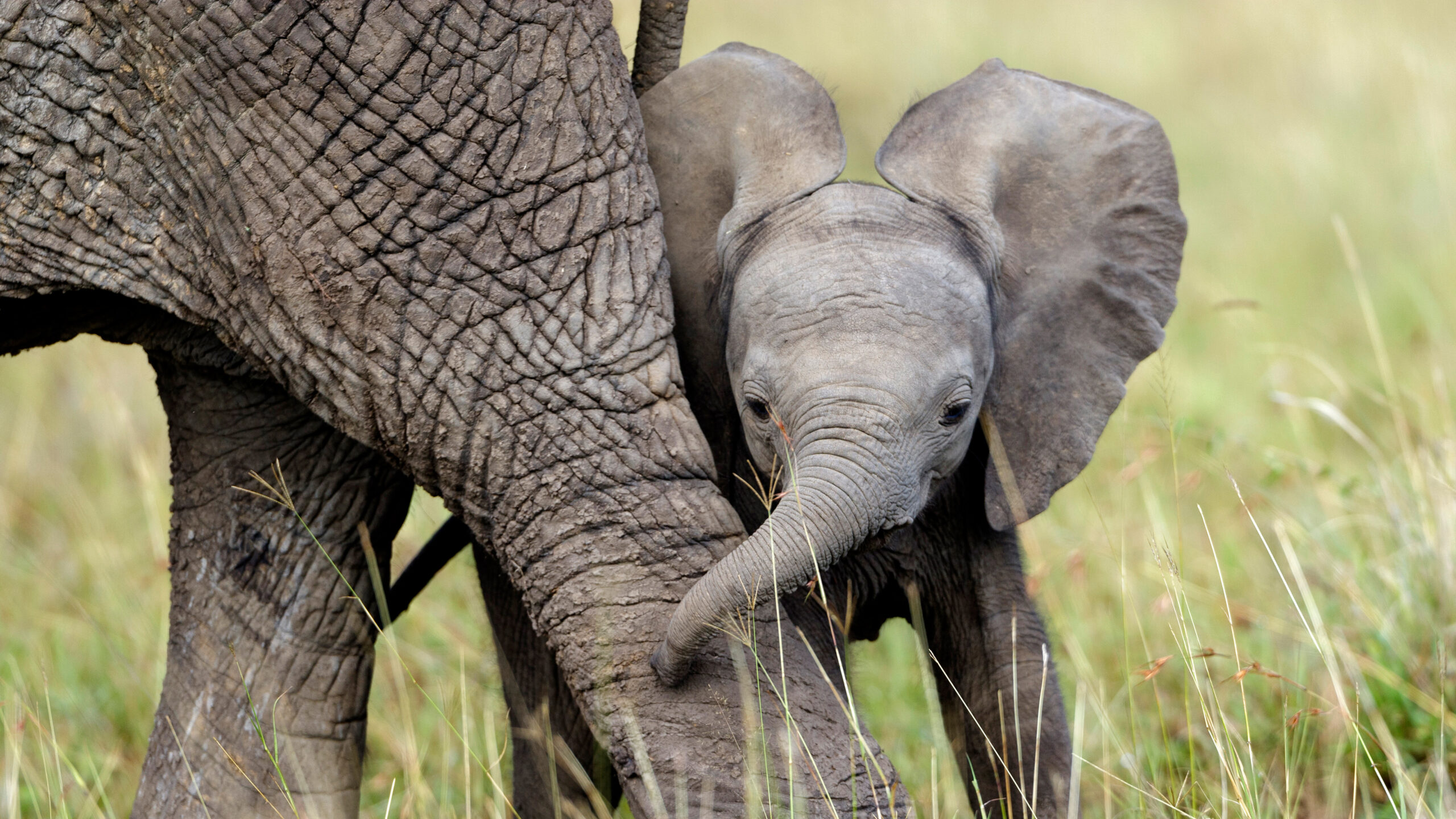 African elephant calf playing with its mother, Masai Mara National Reserve, Kenya