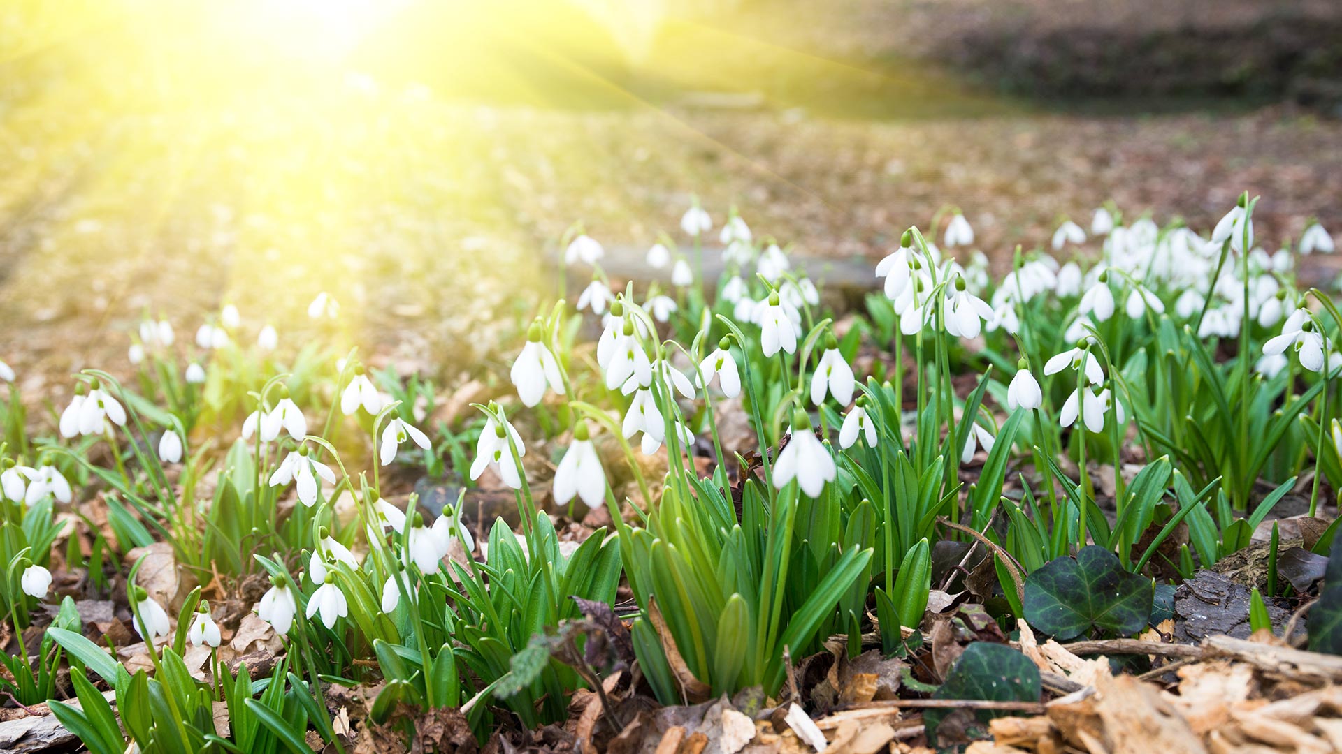 Snowdrops in spring