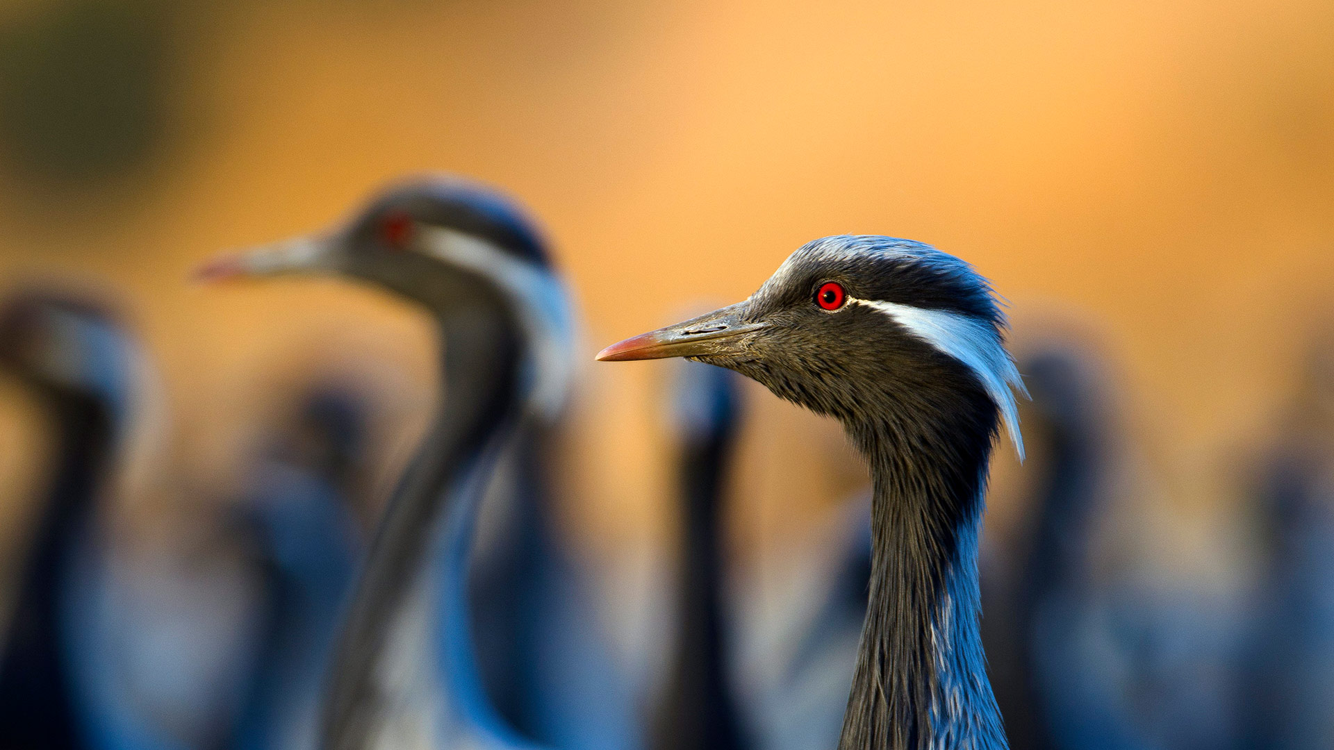 Demoiselle cranes, India