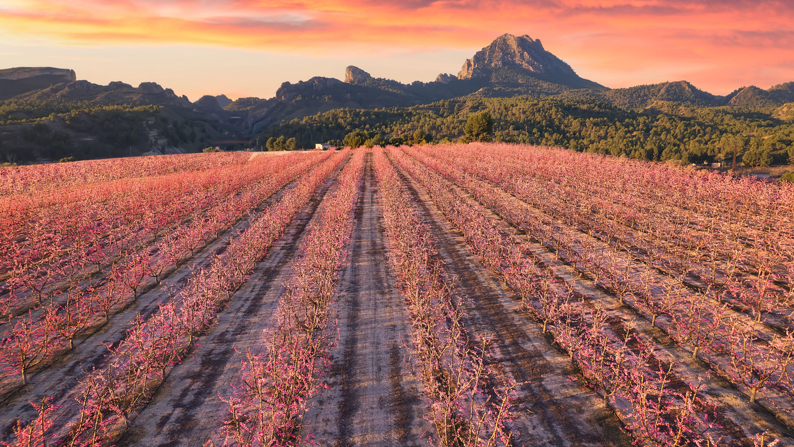 Peach trees in bloom, Cieza, Murcia, Spain