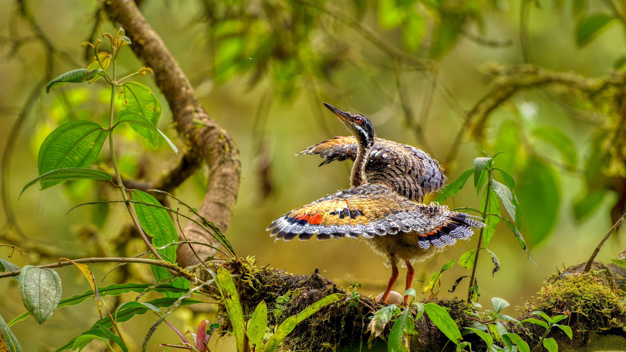 Juvenile sunbittern displaying at nest, Ecuador
