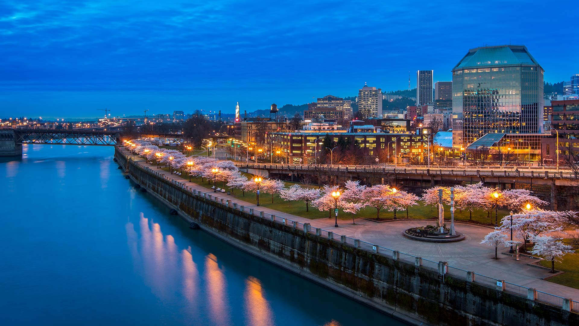 Cherry blossoms at Tom McCall Waterfront Park, Portland, Oregon