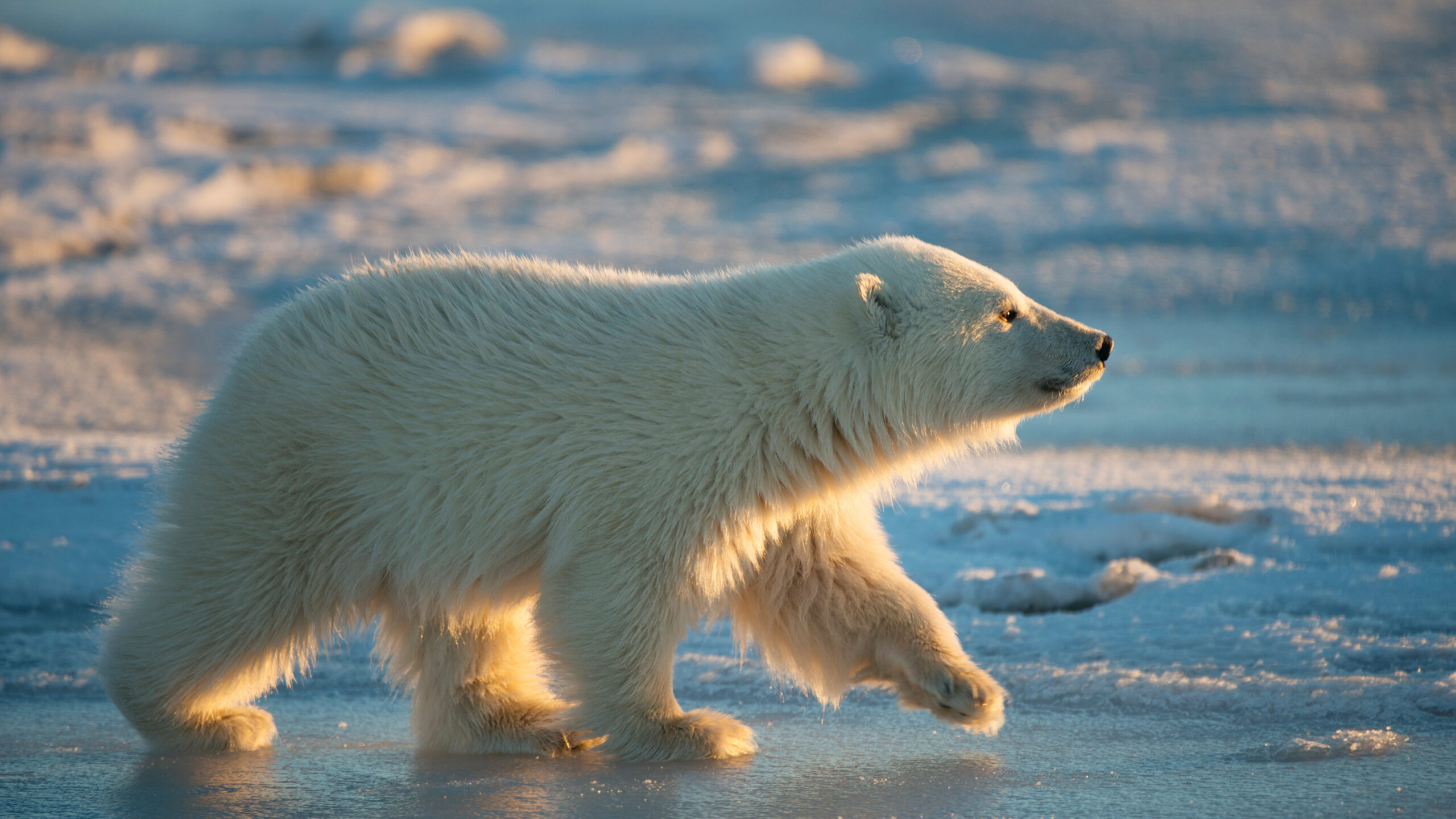 Polar bear cub walking across pack ice, Arctic National Wildlife Refuge, Alaska