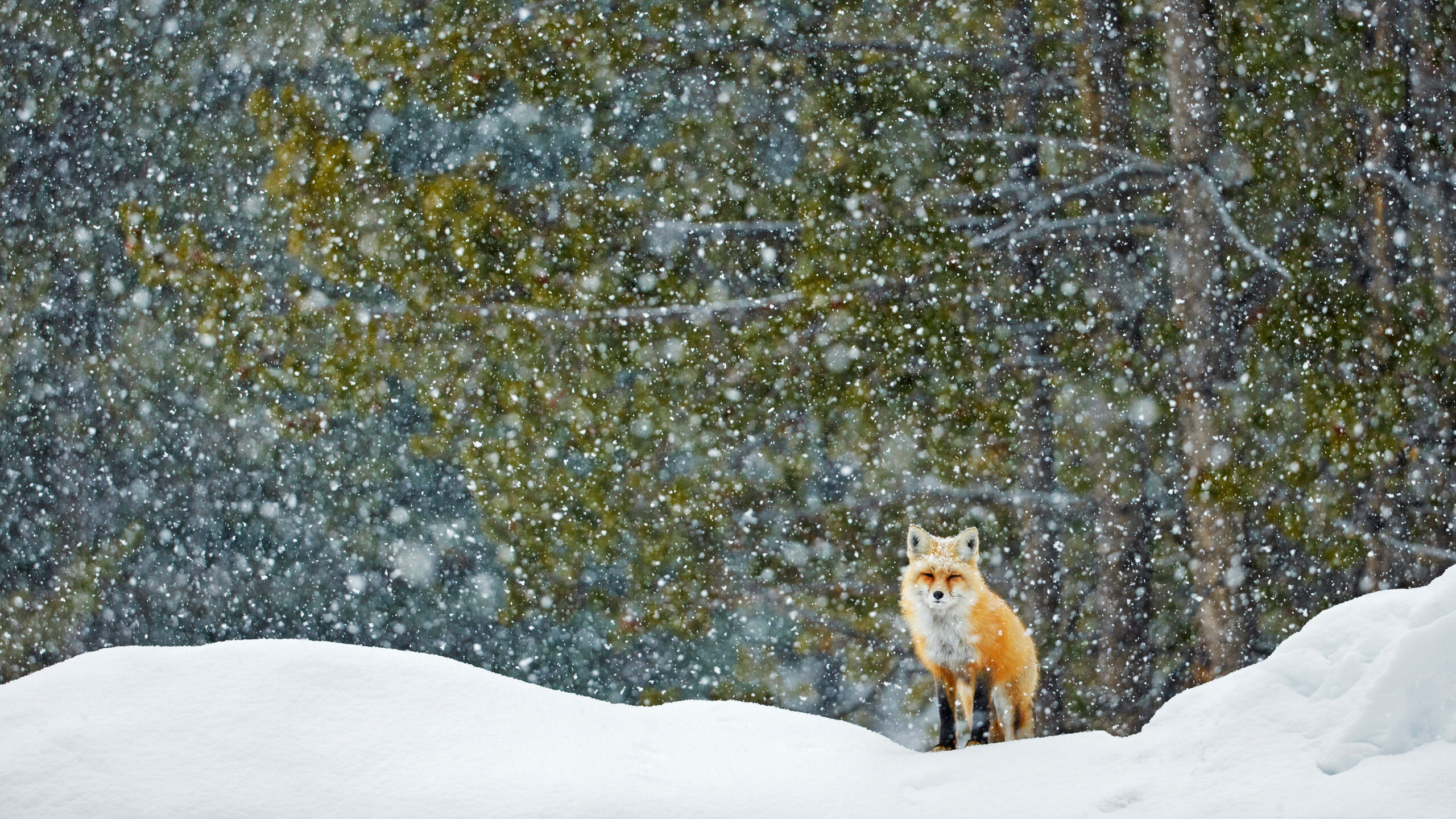 Red fox standing in snowfall, Grand Teton National Park, Wyoming
