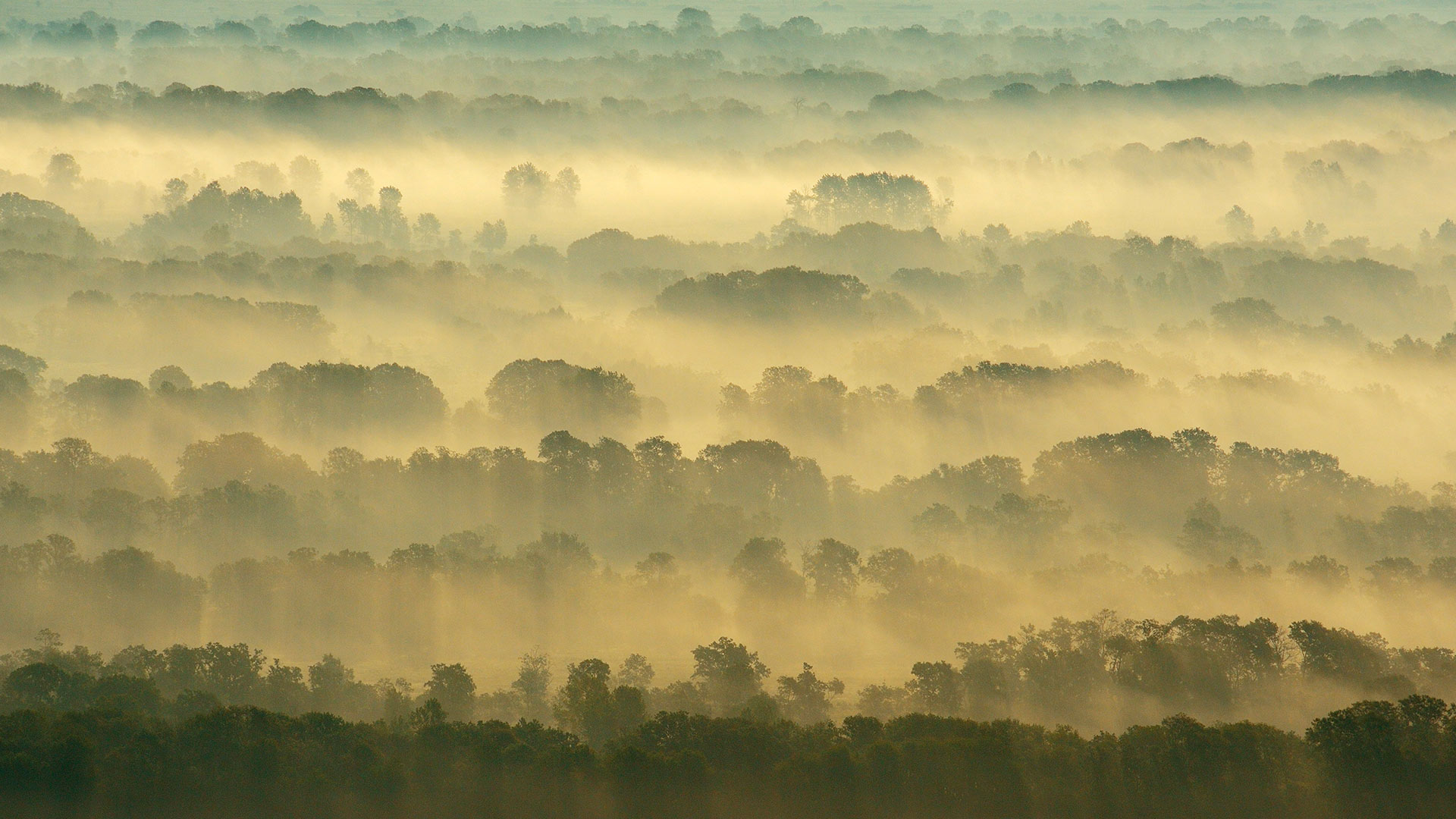 Letea Forest, Danube Delta, Romania