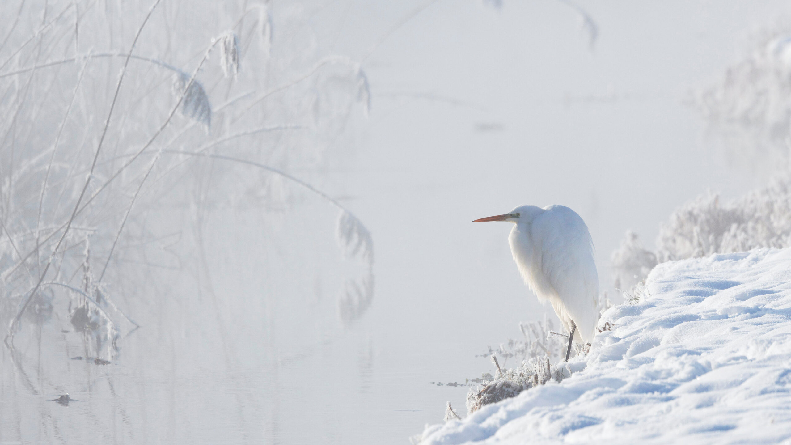 Great white egret, Upper Bavaria, Germany