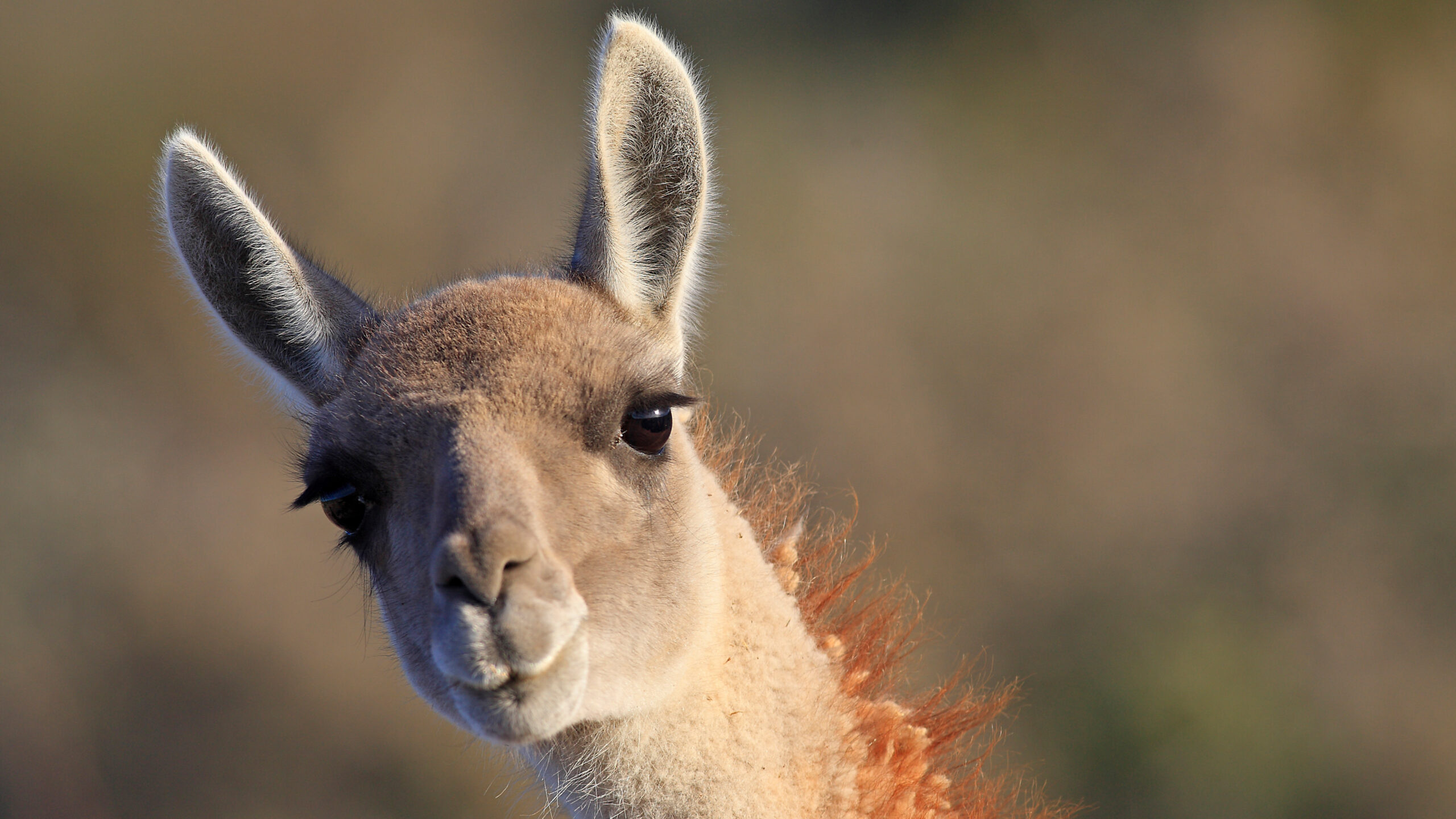 Guanaco in Punta Norte, Argentina