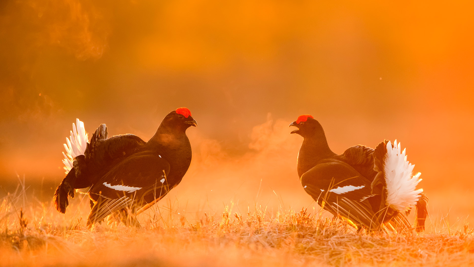Black grouse males facing off on a lekking site, Estonia