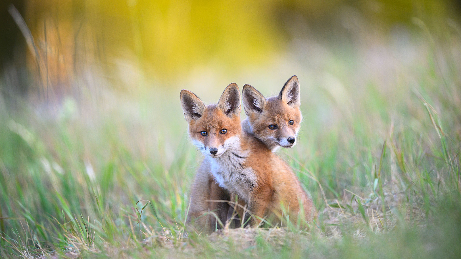 Two young red foxes at Karula National Park, Estonia
