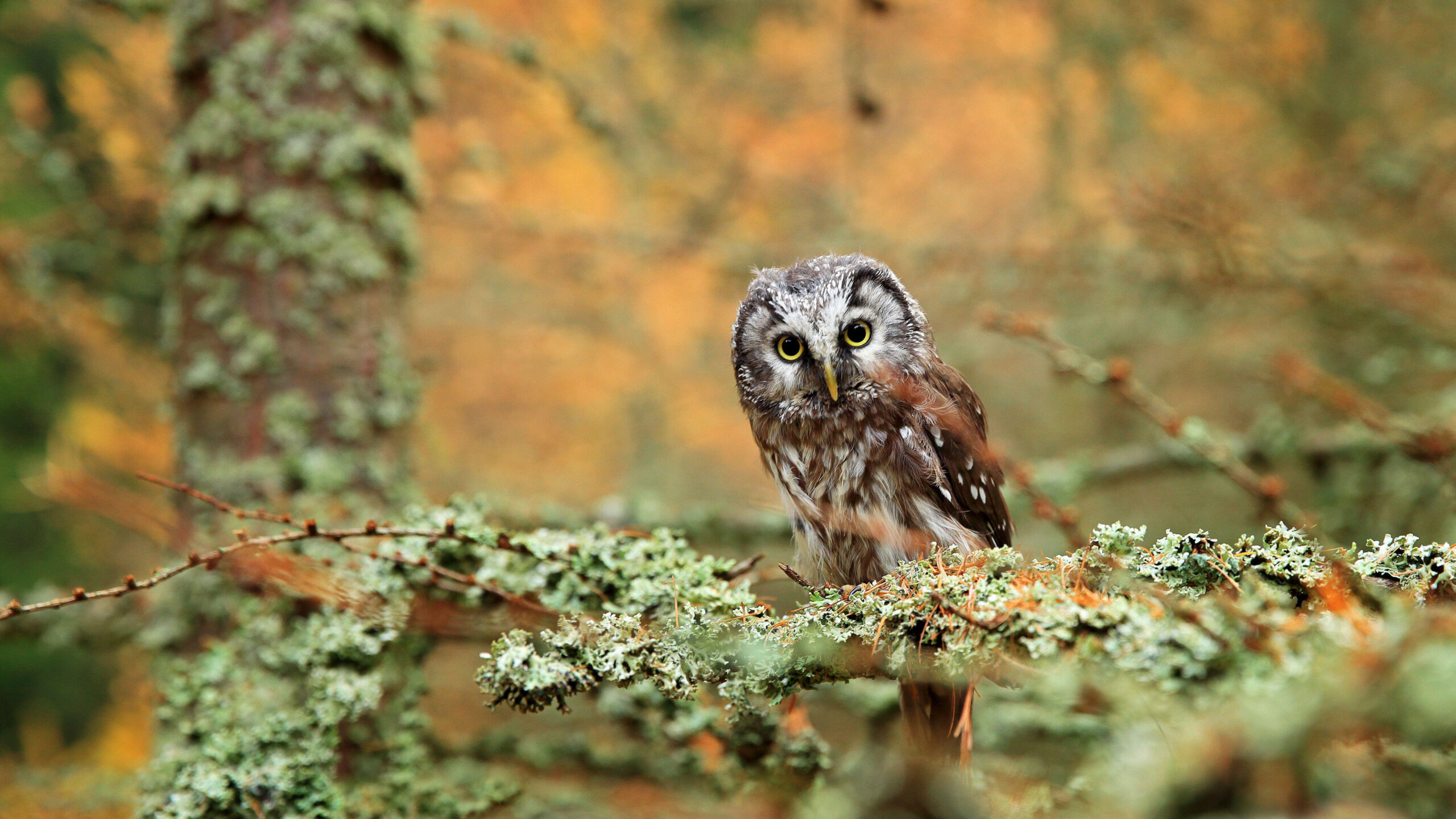 Boreal owl in a forest in Central Europe