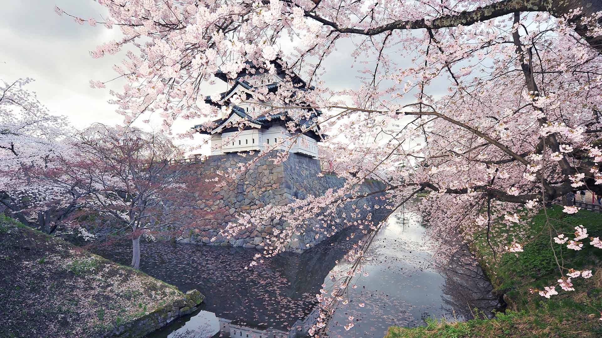 Hirosaki Castle with cherry blossoms, Hirosaki, Japan