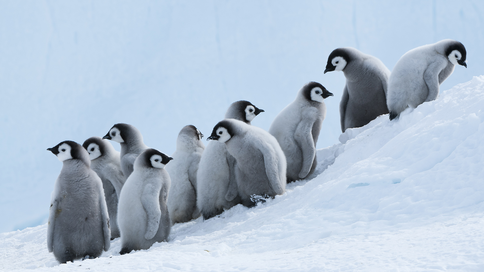 Emperor Penguin (Aptenodytes forsteri) chicks on slope, Prydz Bay, eastern Antarctica