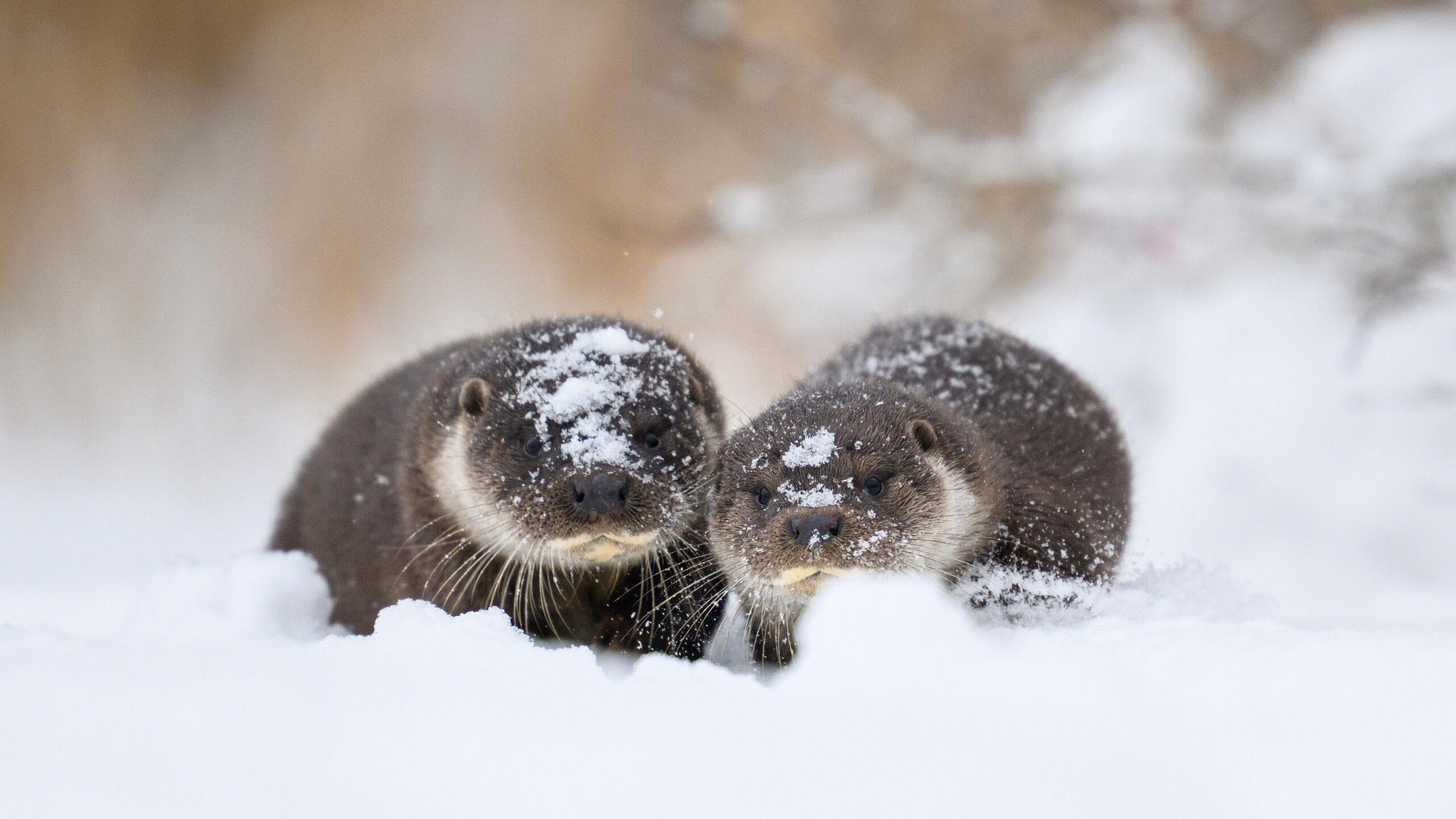 Eurasian otter and pup, Estonia