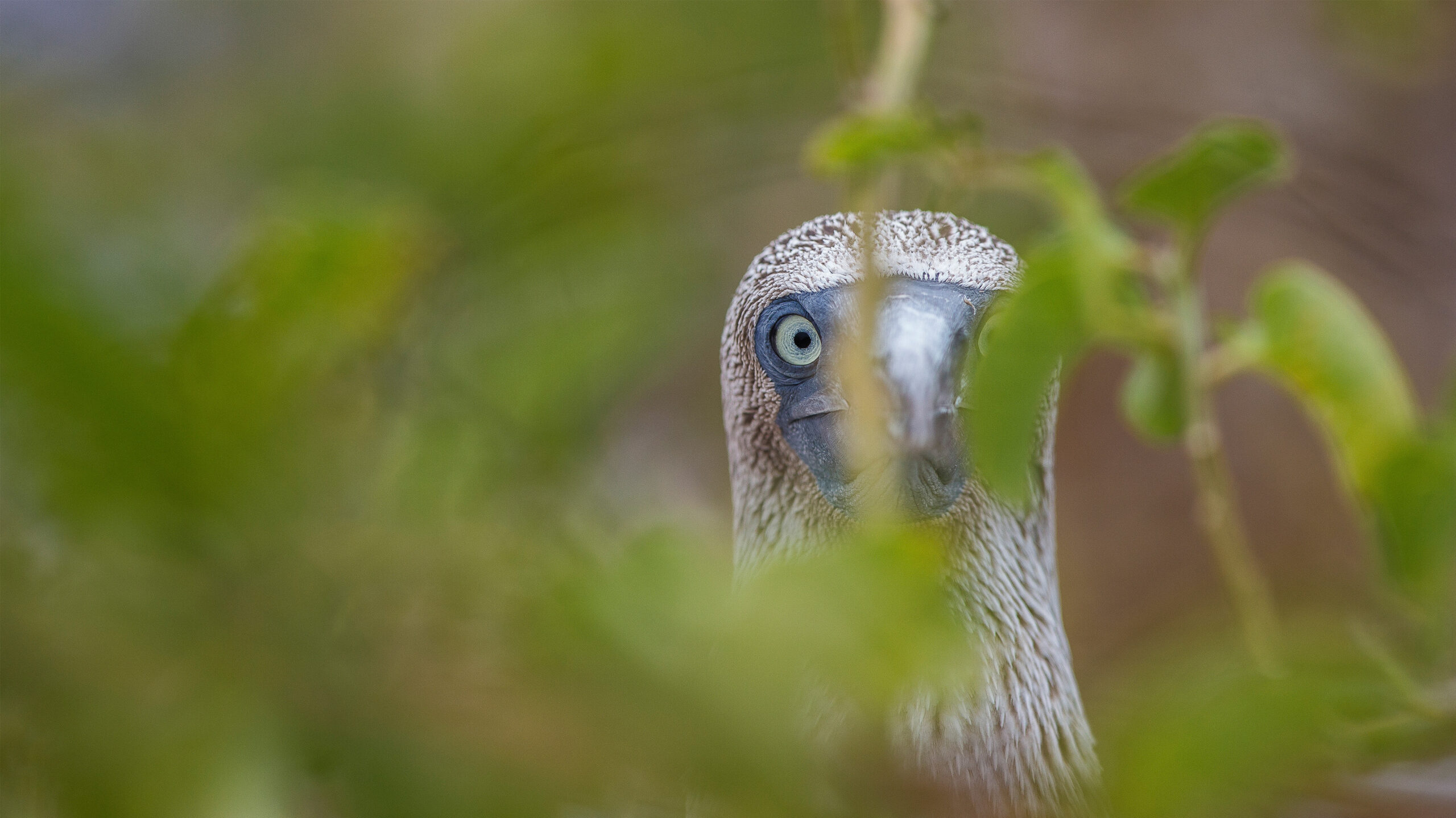Blue-footed booby, Galápagos Islands, Ecuador