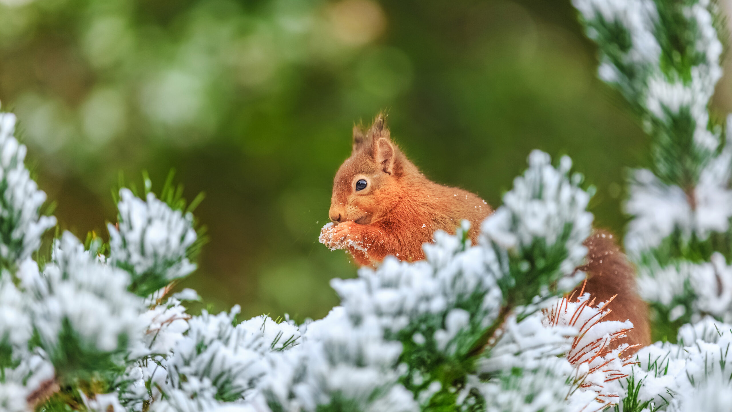 Eurasian red squirrel in Northumberland, England