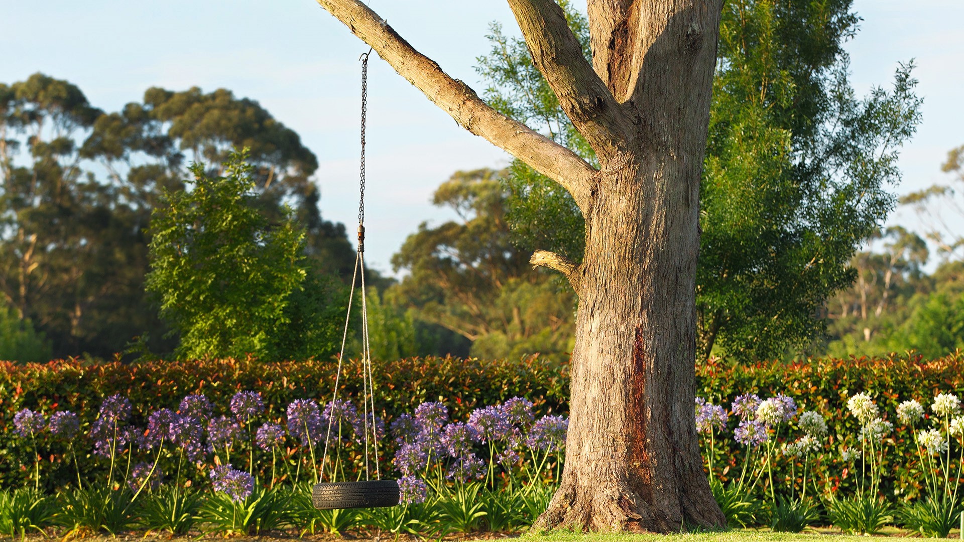 Tree trunk with tire swing, Australia