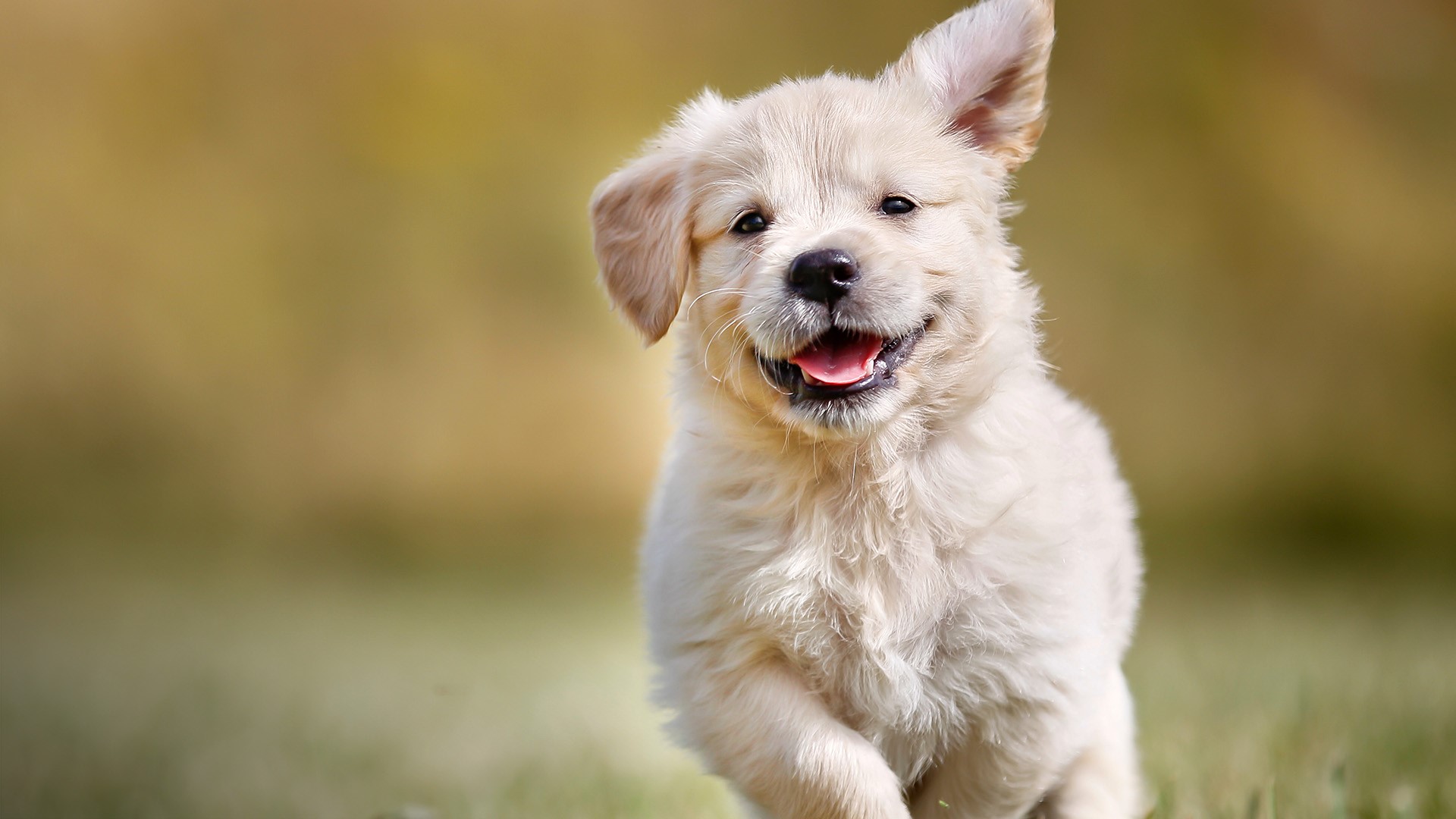 Playful golden retriever puppy outdoors on a sunny day