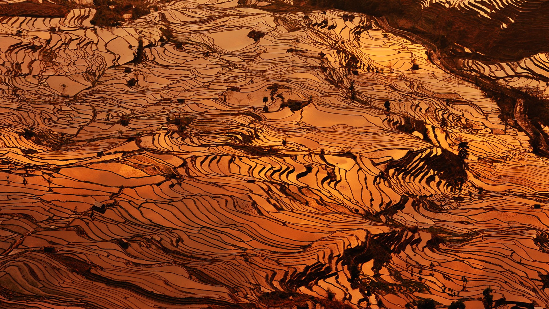 Terraced hillsides, Yuanyang County, China