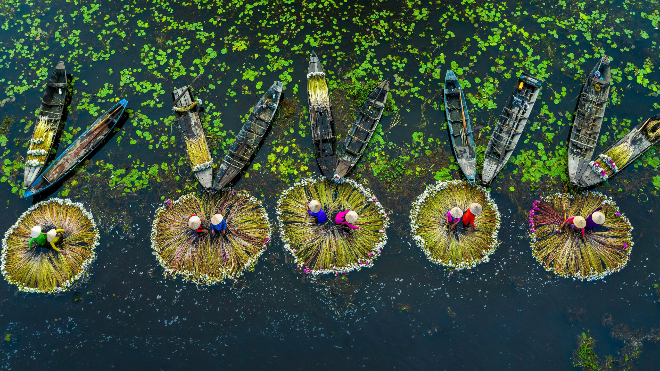 Water lily harvest, Mekong River Delta, Long An, Vietnam