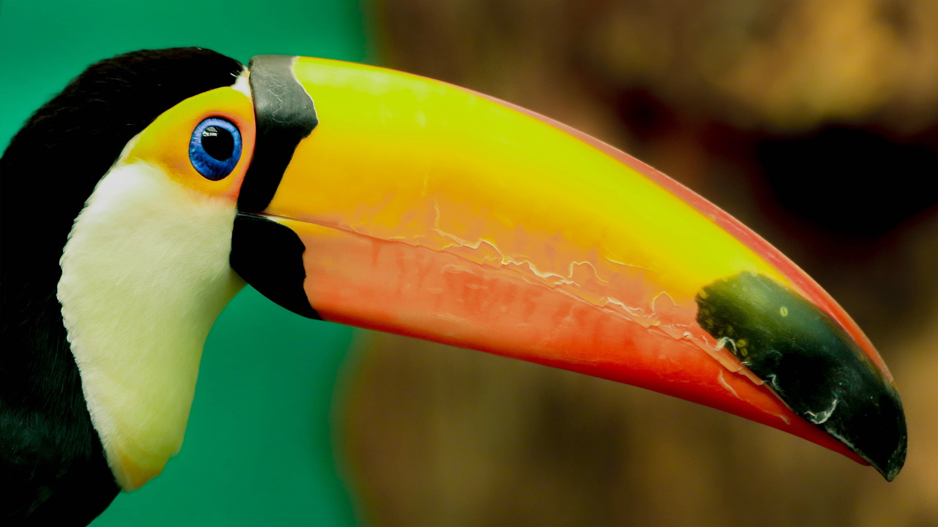 Toco toucan (Ramphastos toco)