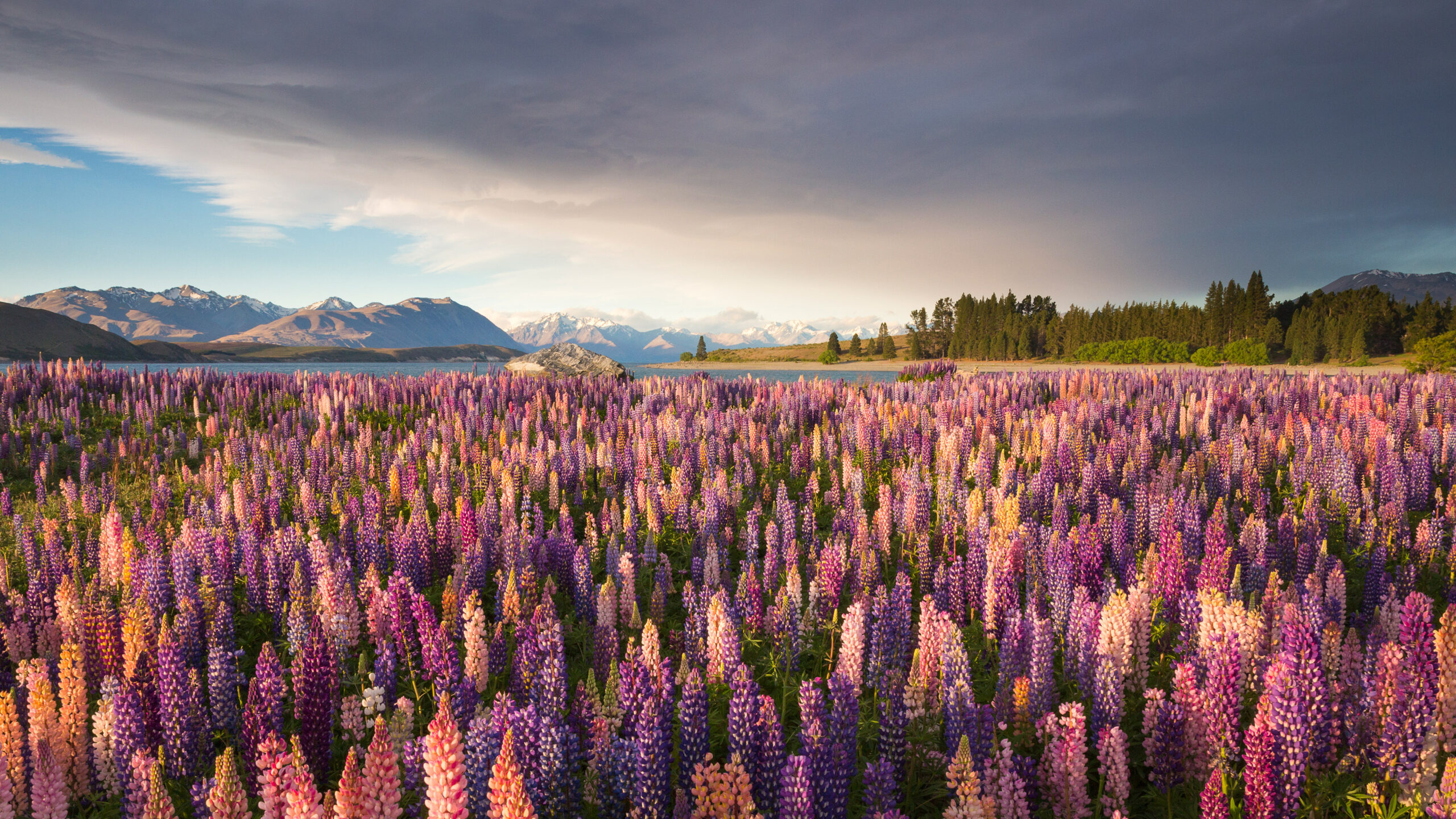 Russell lupines along Lake Tekapo, South Island, New Zealand