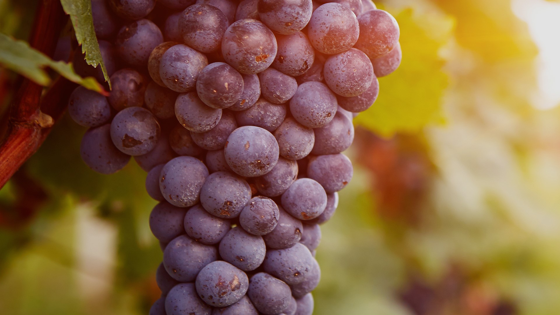 Vineyards at sunset in autumn harvest, ripe grapes in fall