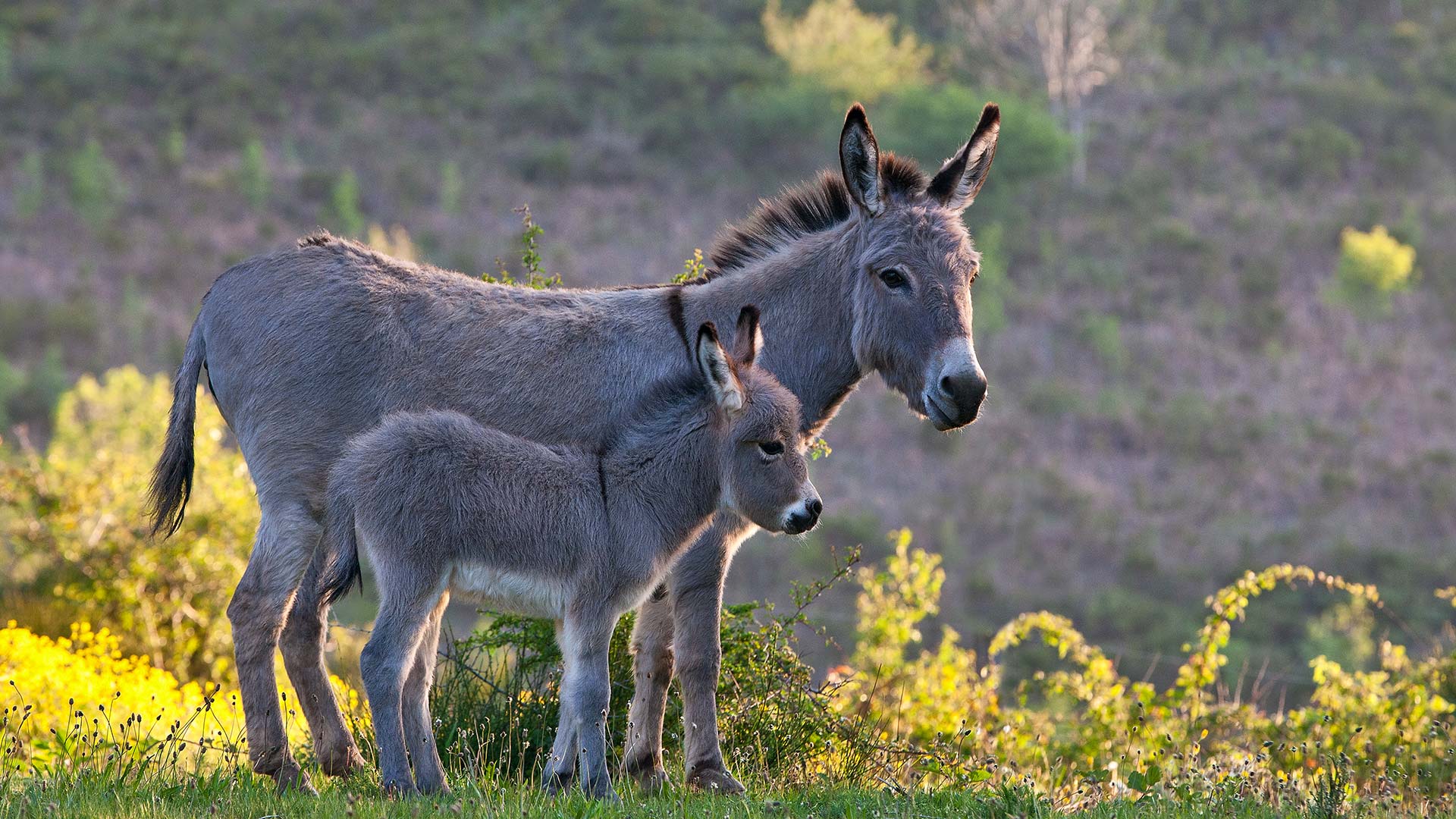 Sardinian donkey mare and foal, France