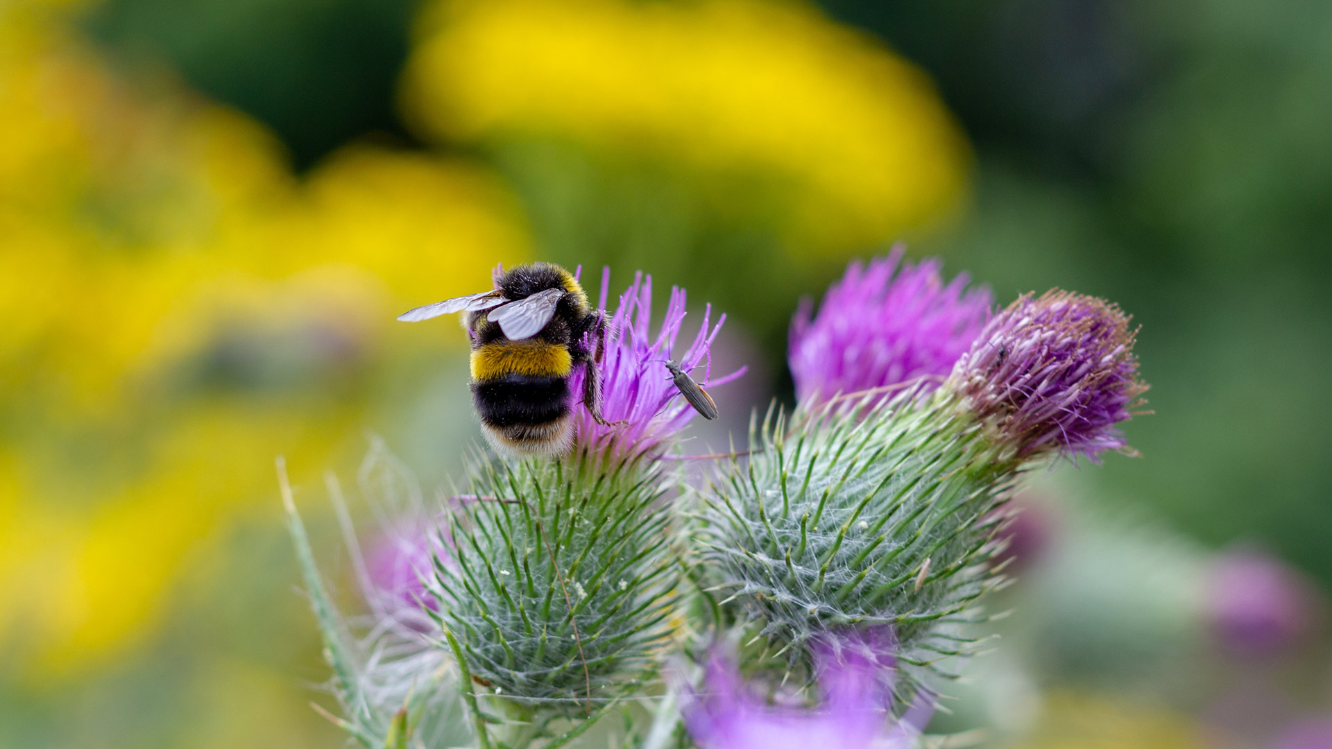 Bumble bee pollinating, Worcester, England