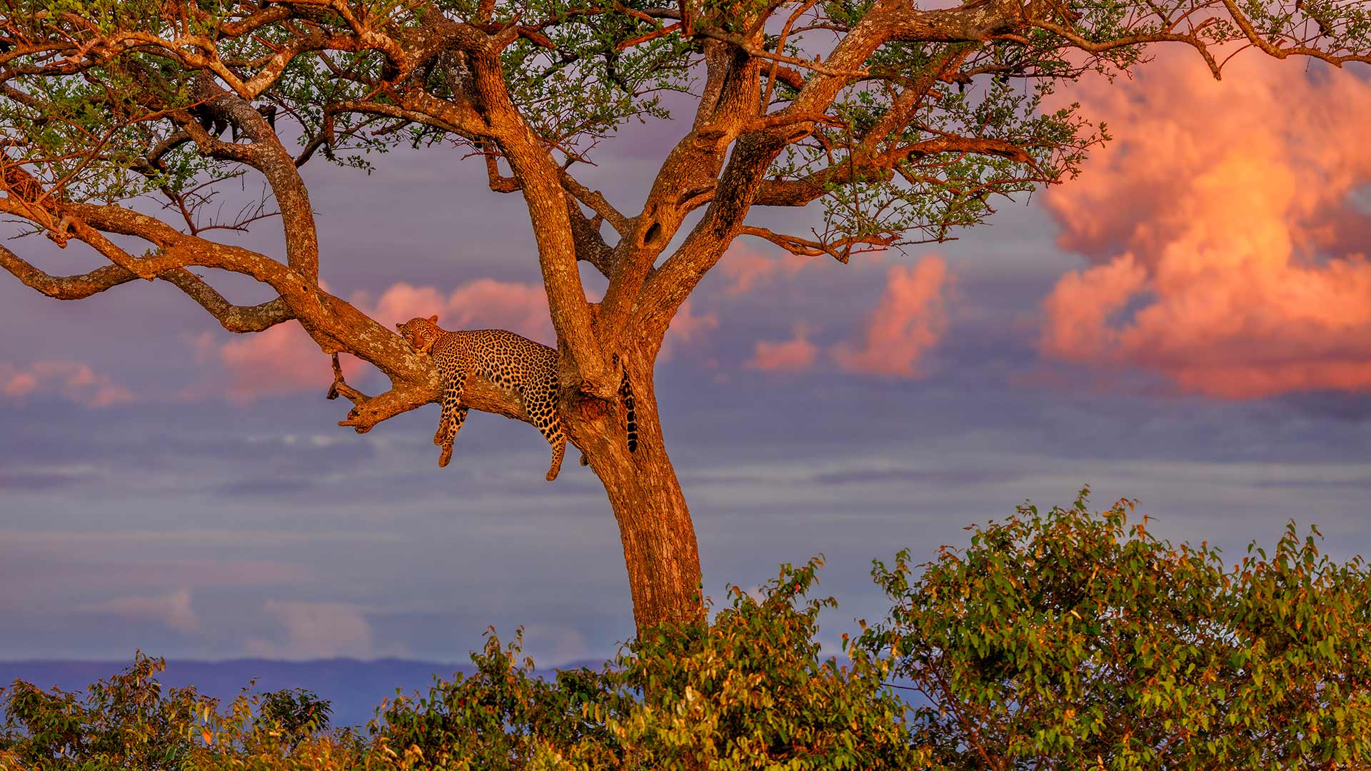 Leopard sleeping in a tree in savanna, Masai Mara National Reserve, Kenya