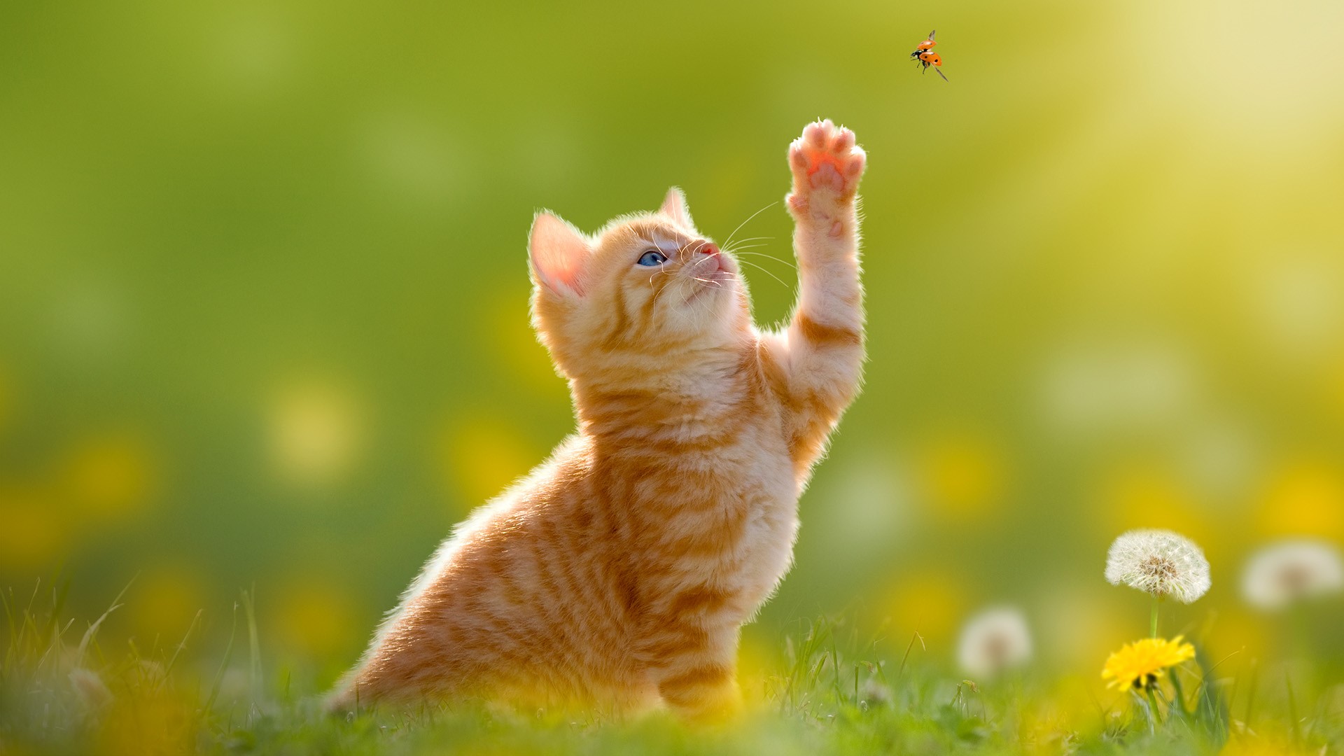Kitten hunting a ladybug with back light