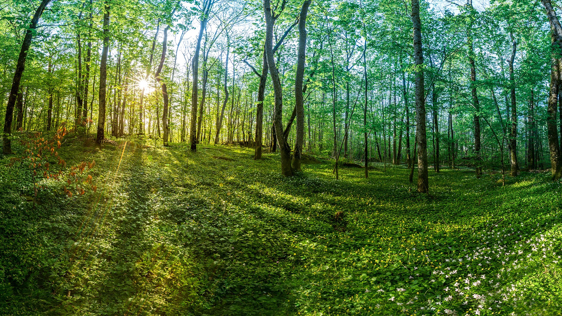 Spring early morning in the Gullkrona forest, Tønsberg, Norway