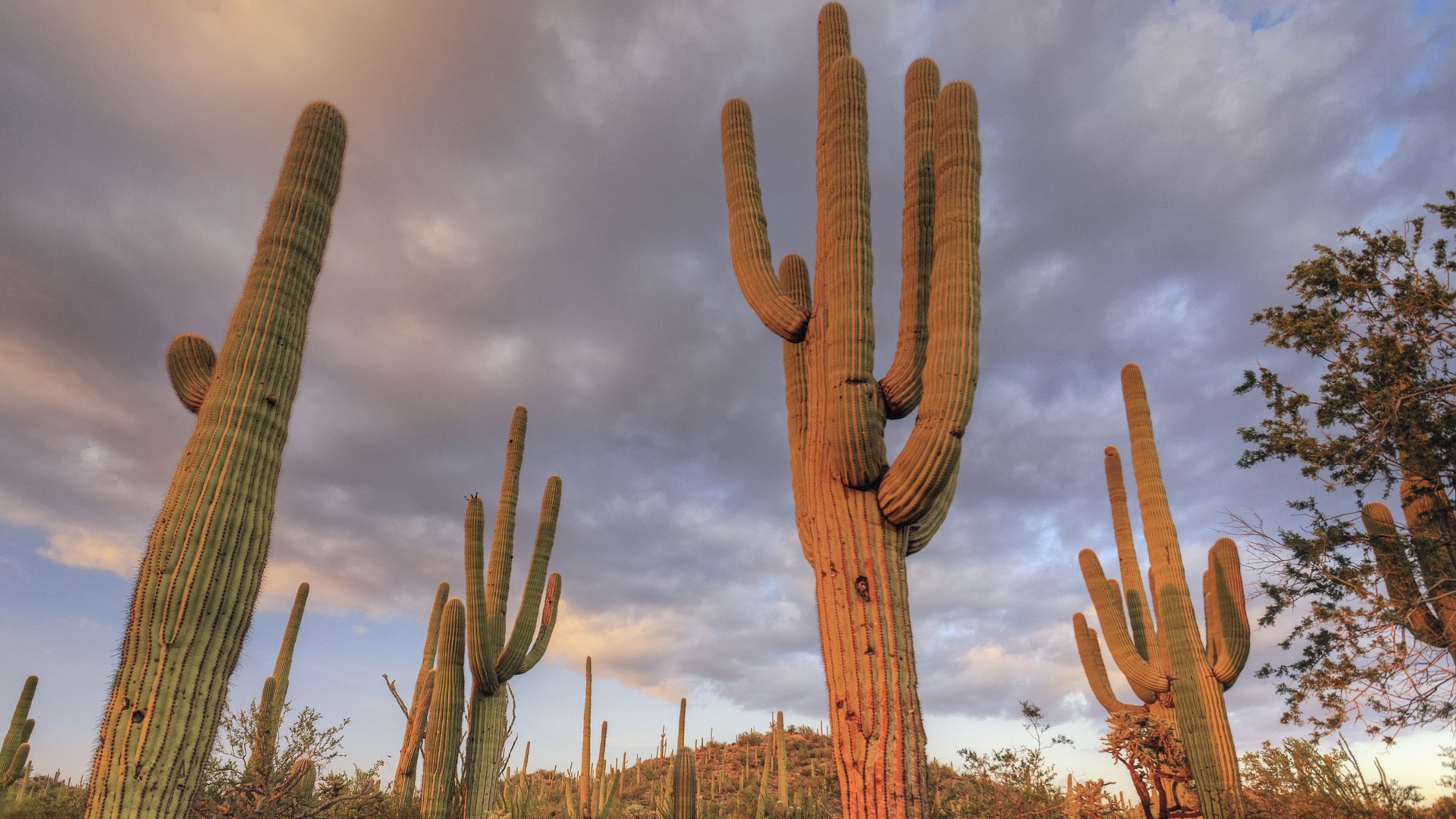 Saguaro giant Cacti (Carnegiea gigantea), Saguaro National Park, Tucson, Arizona, USA