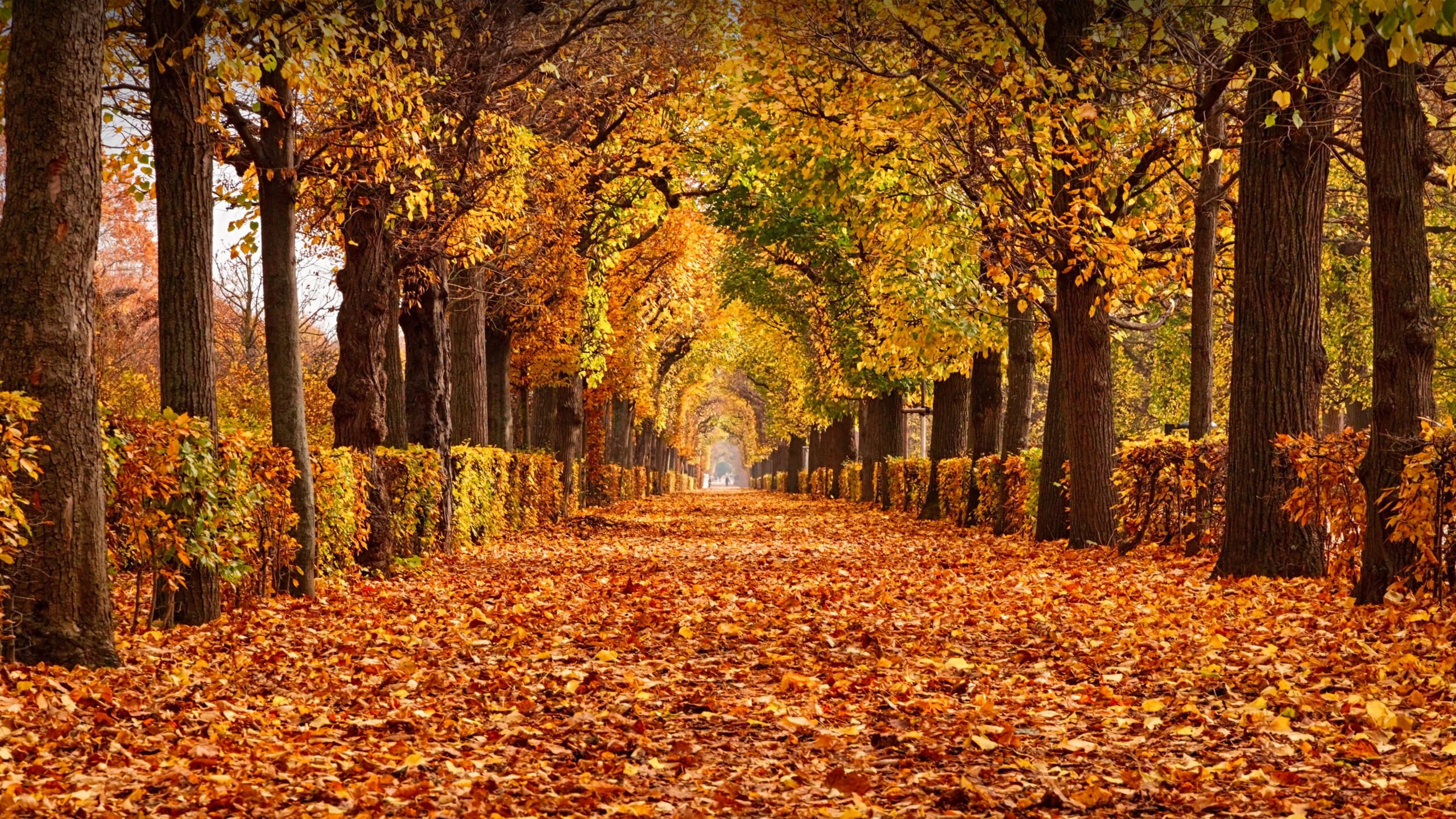 Autumn foliage in Schönbrunn Palace Park, Vienna, Austria