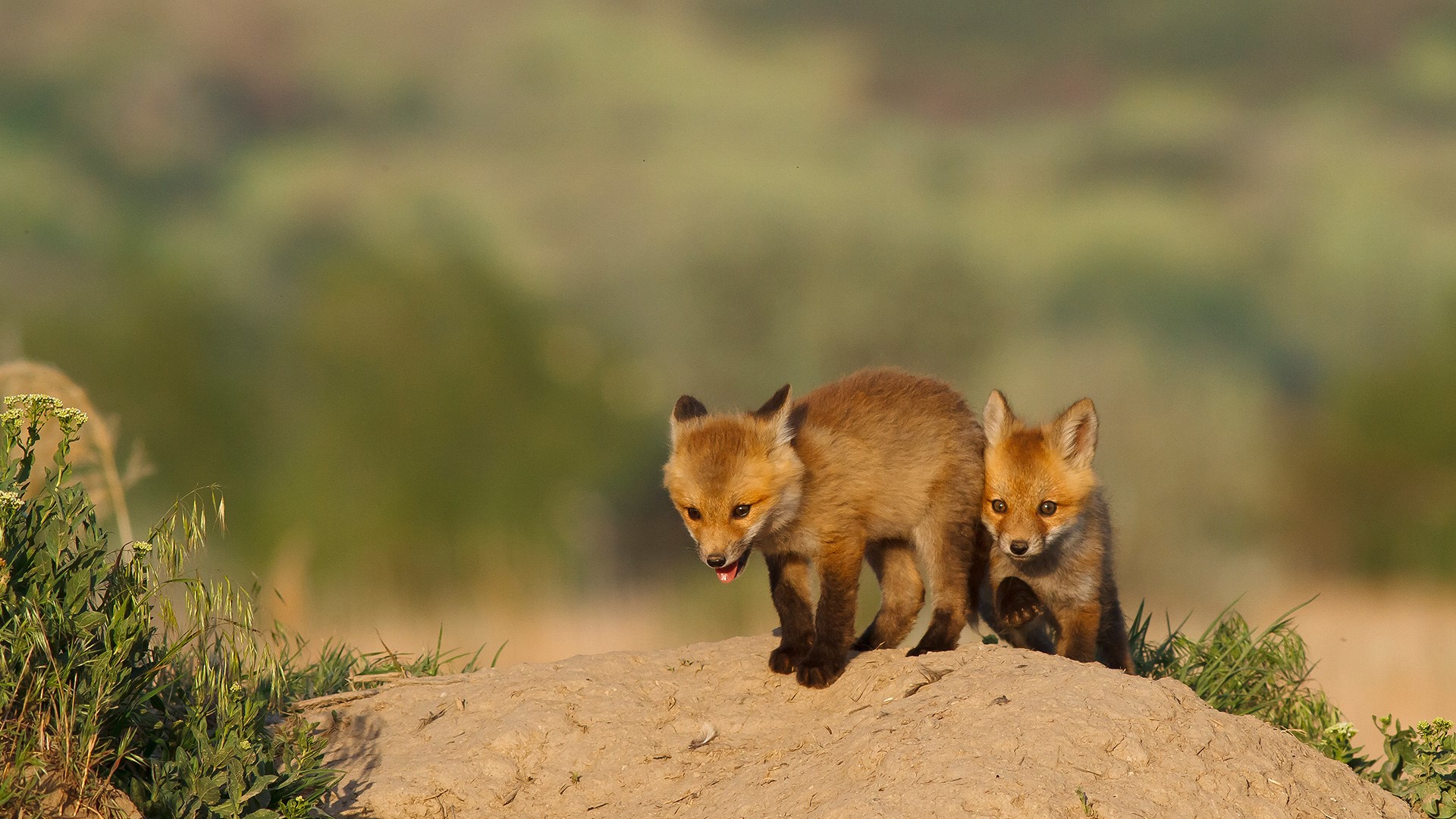 Kit red foxes playing out side of the den, Utah, USA