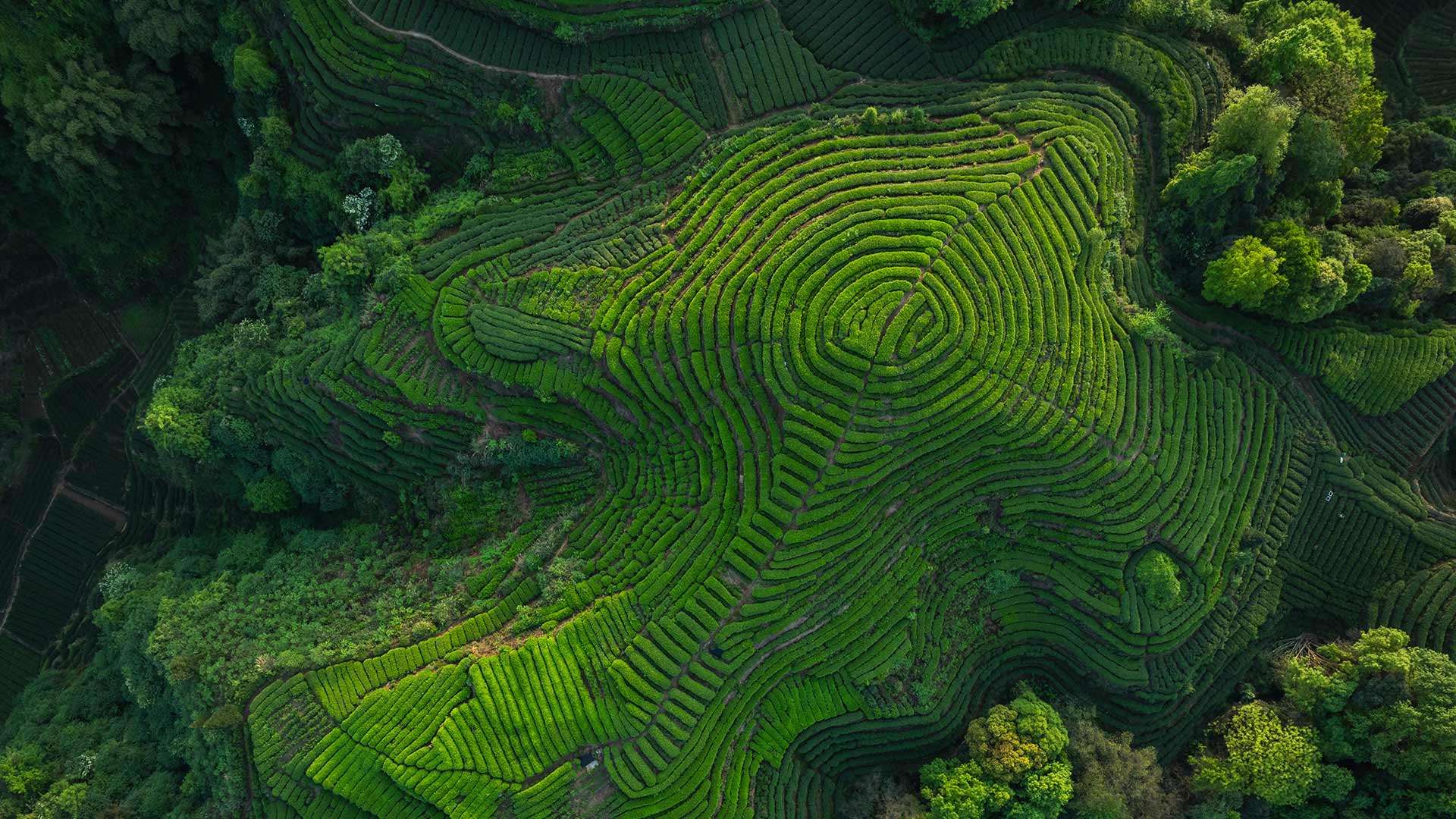 Tea terraces in Sichuan Province, China