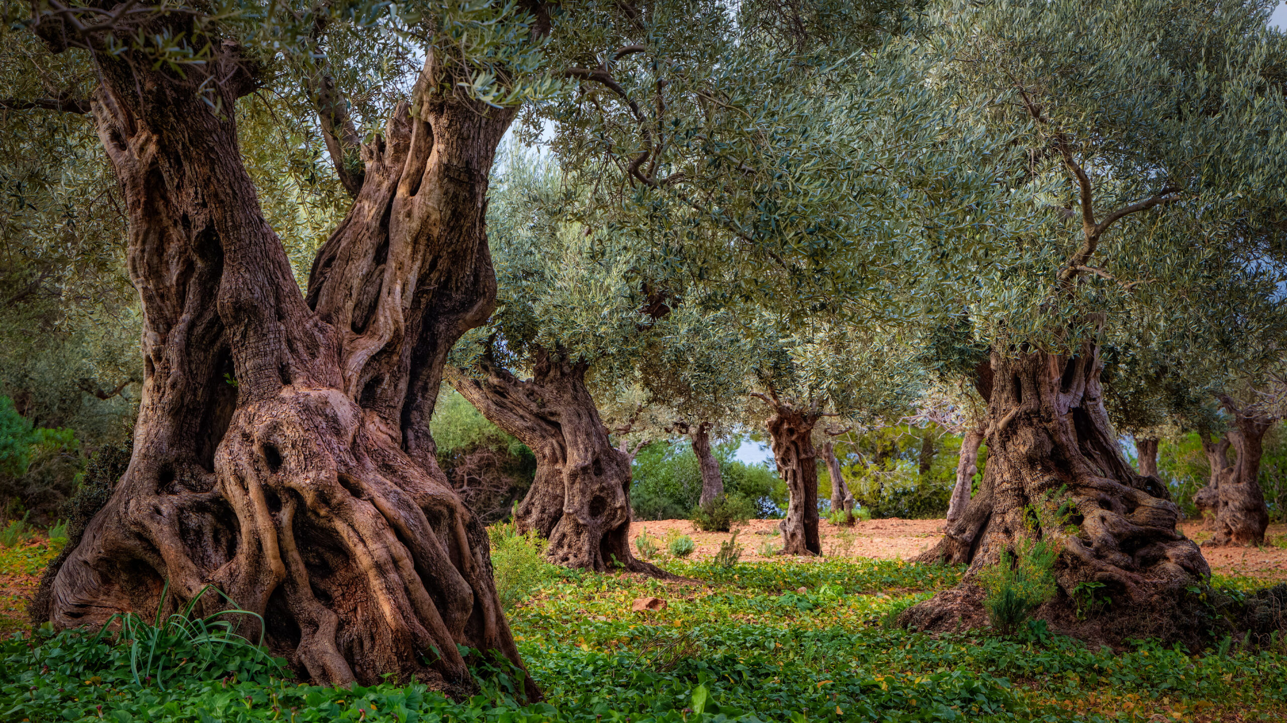 Old olive grove in the Serra Tramuntana range, Majorca, Spain
