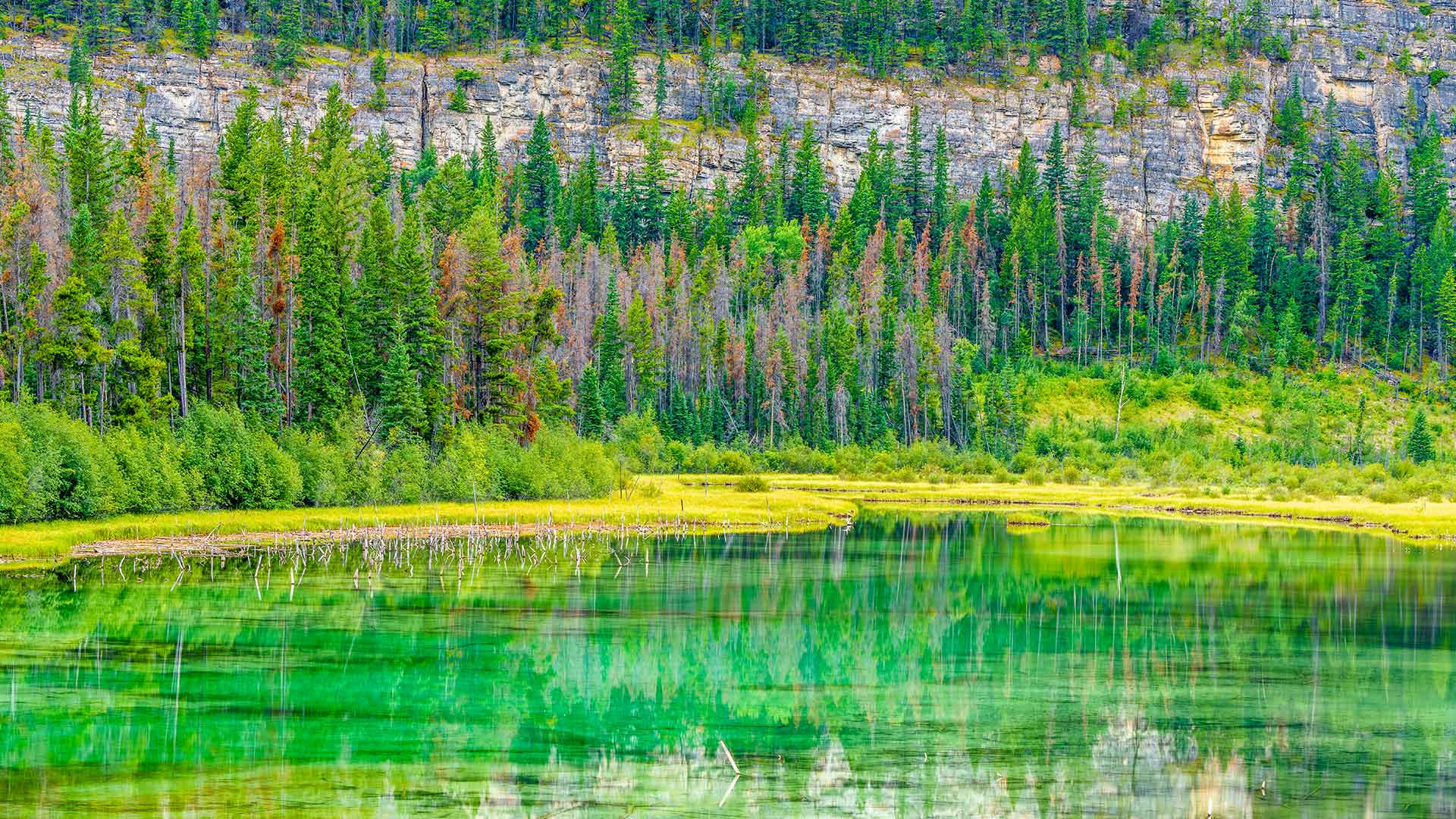 Small lake and marsh in Jasper National Park in Alberta, Canada