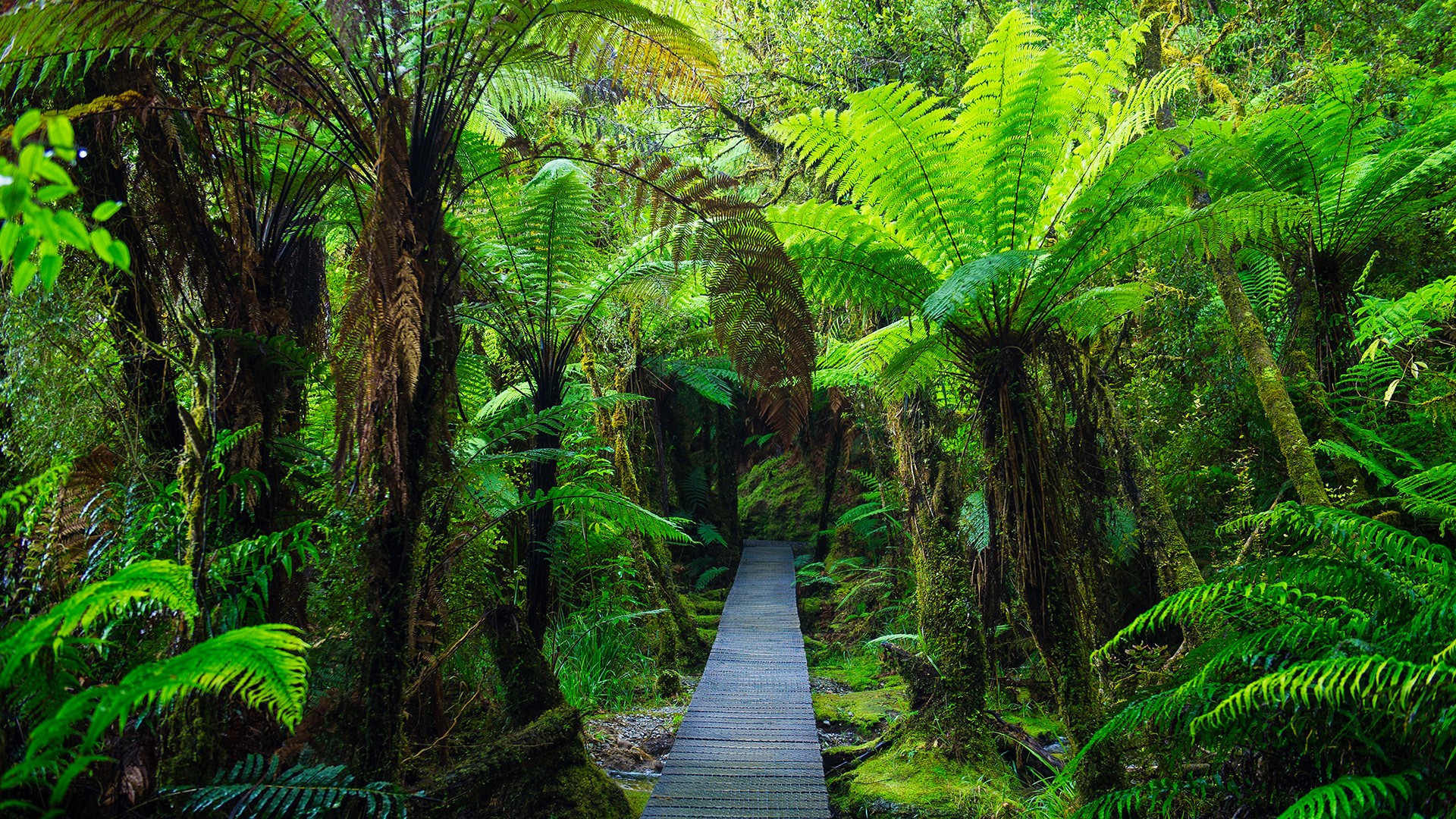 Wooden footpath in dense jungle, Westland National Park, New Zealand South Island
