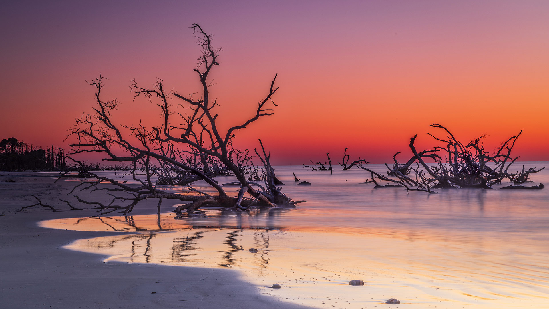 Driftwood on Boneyard Beach, Hunting Island, South Carolina