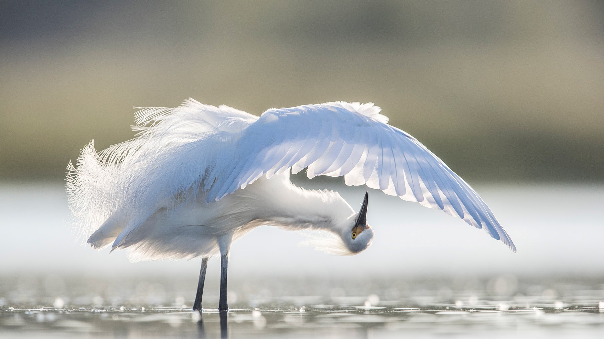 Snowy egret preening, central Florida, USA