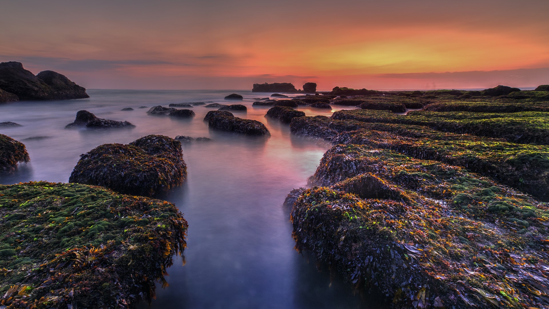 Moss on the rock at Nyanyi Beach at low tide, Bali, Indonesia