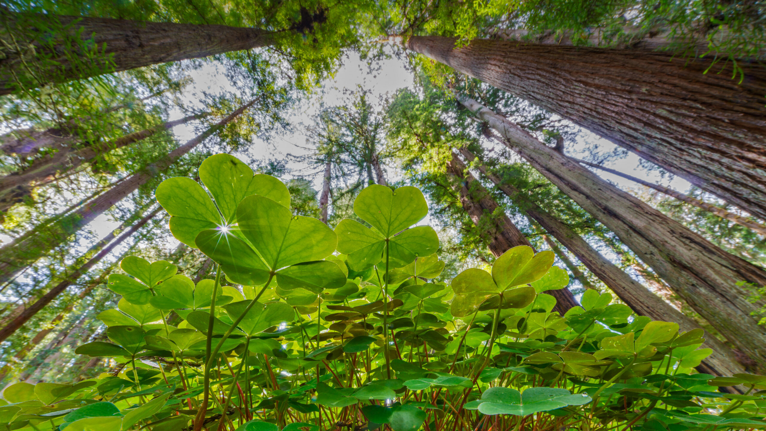 Coastal redwoods and wood sorrel, Prairie Creek Redwoods State Park, California