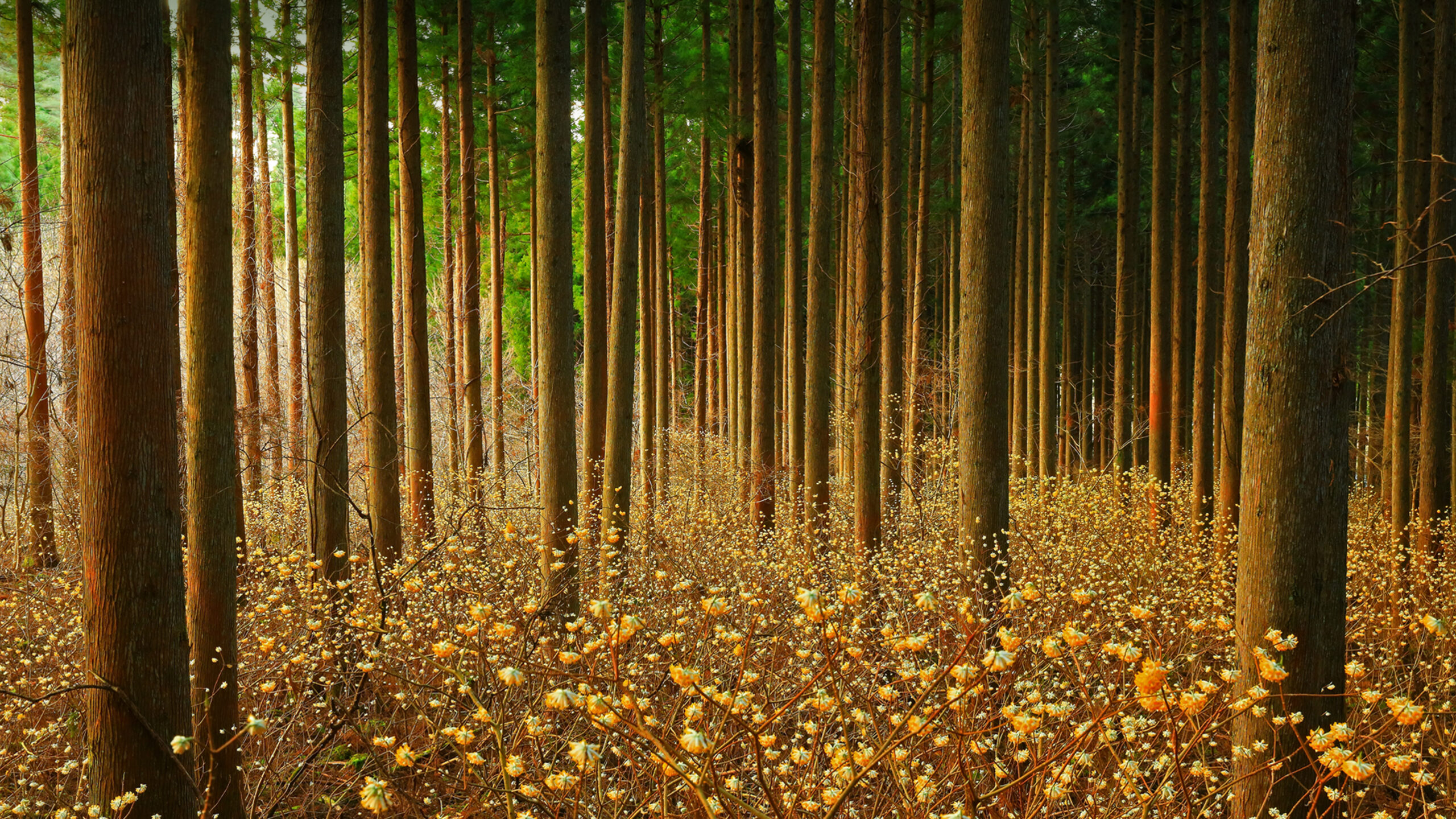 Mitsumata (aka paperbush) in a forest in Japan