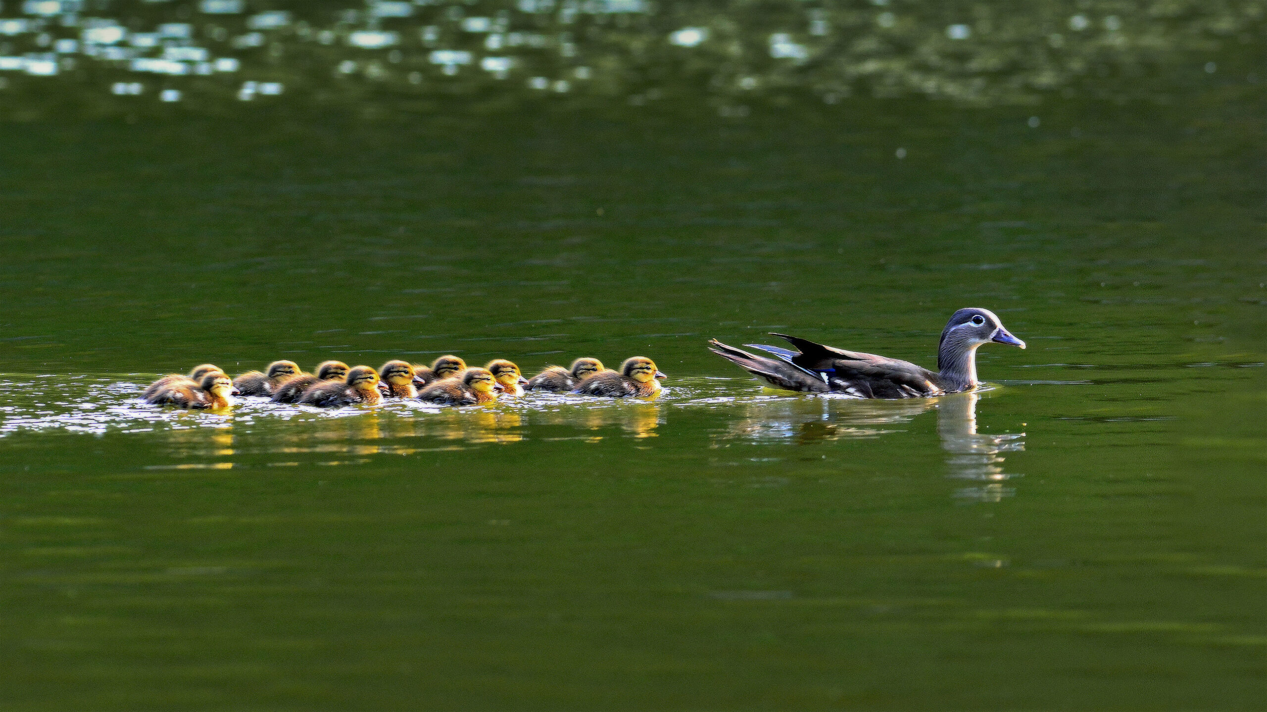 Mandarin duck hen with ducklings in South Korea