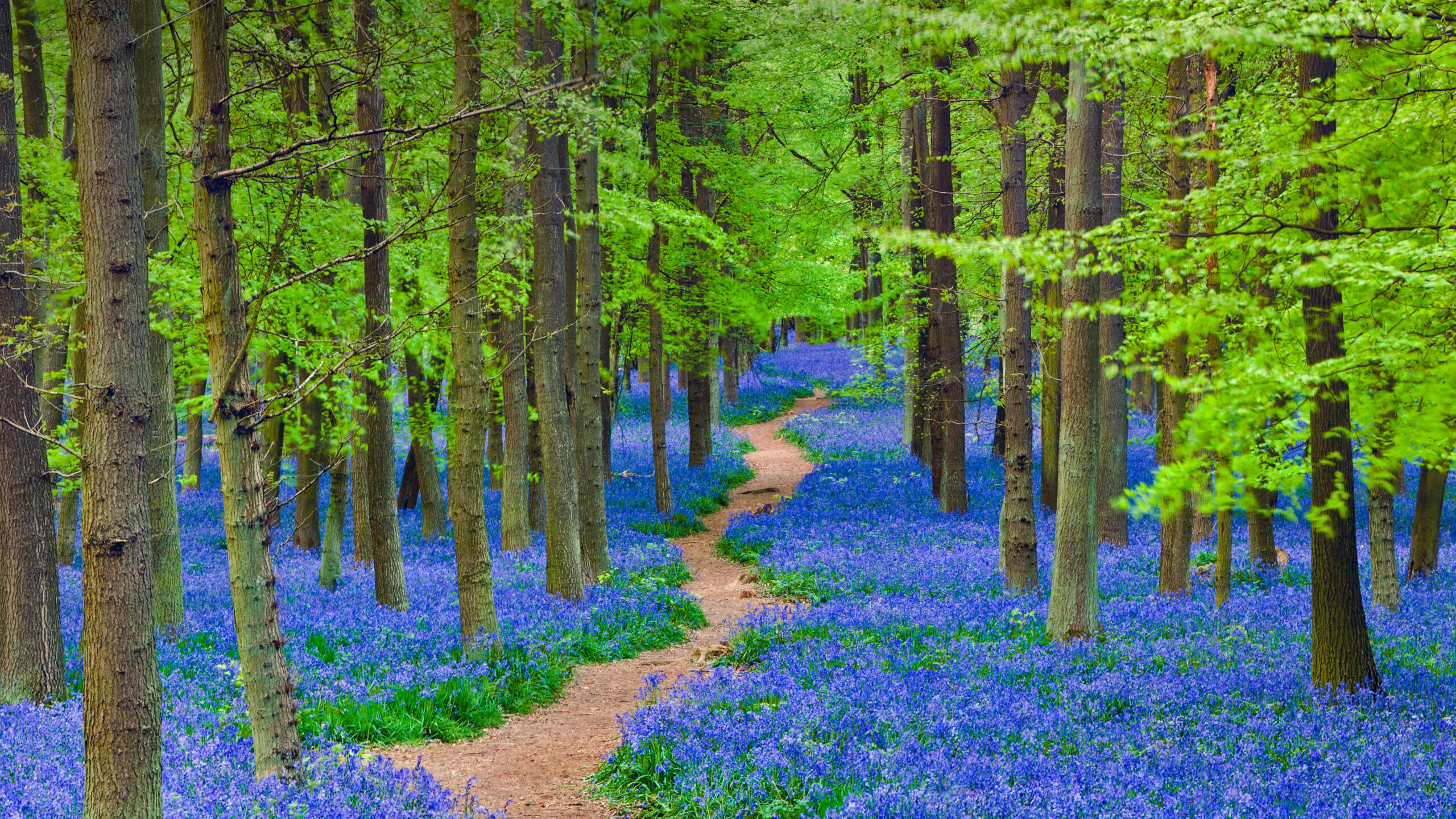 A path winding through a forest carpeted with bluebells in Hertfordshire, England