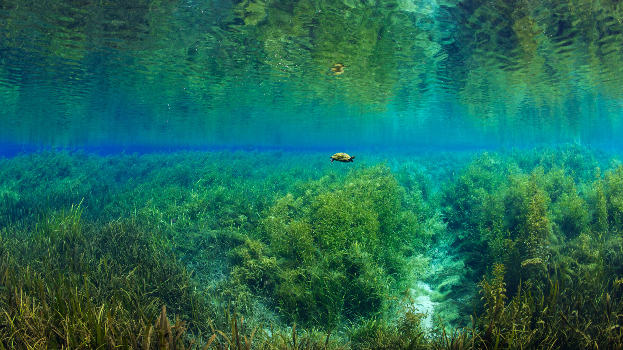 Florida red-bellied turtle in Rainbow Springs, Rainbow Springs State Park, Florida