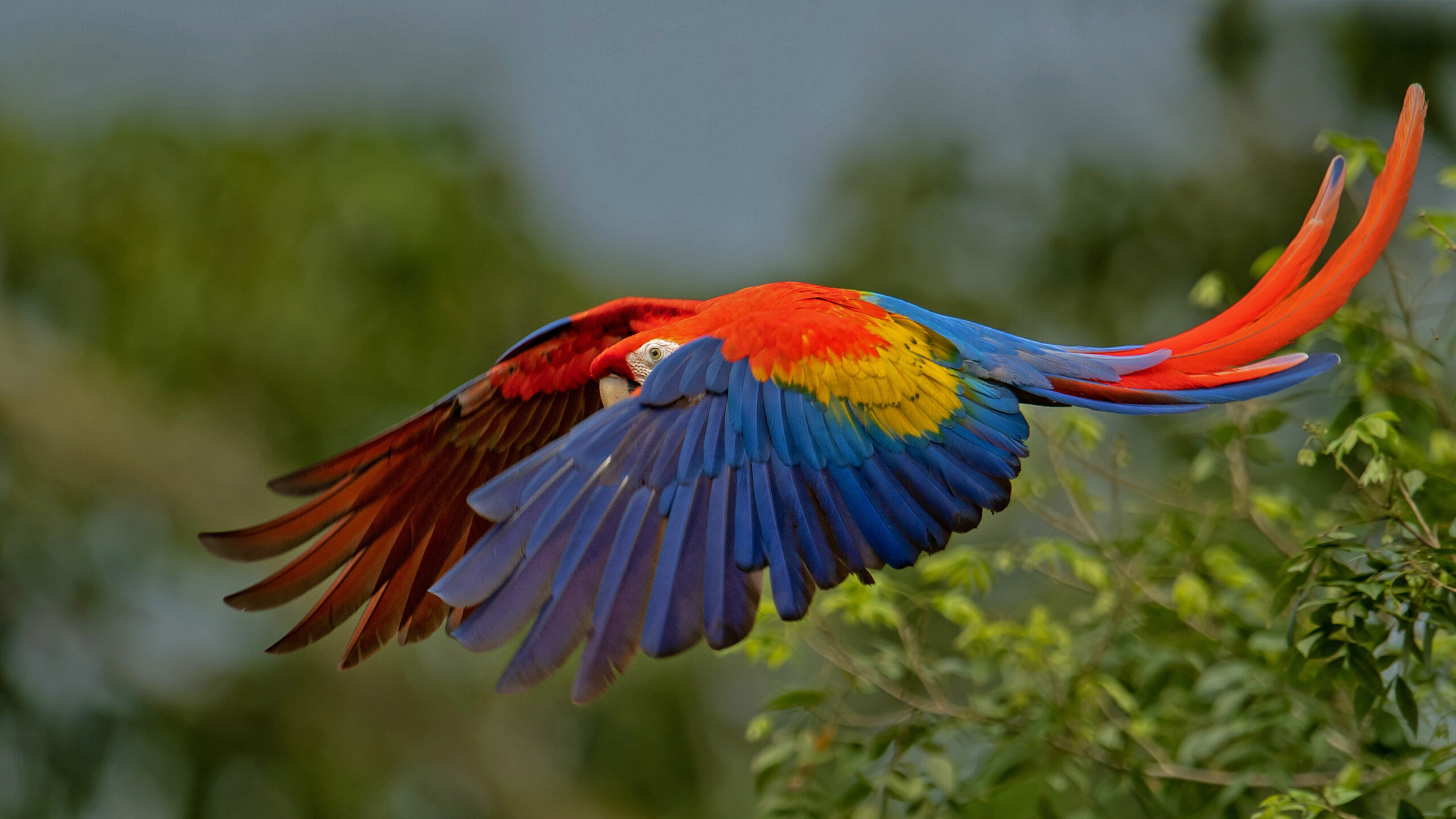 Scarlet macaw in Costa Rica
