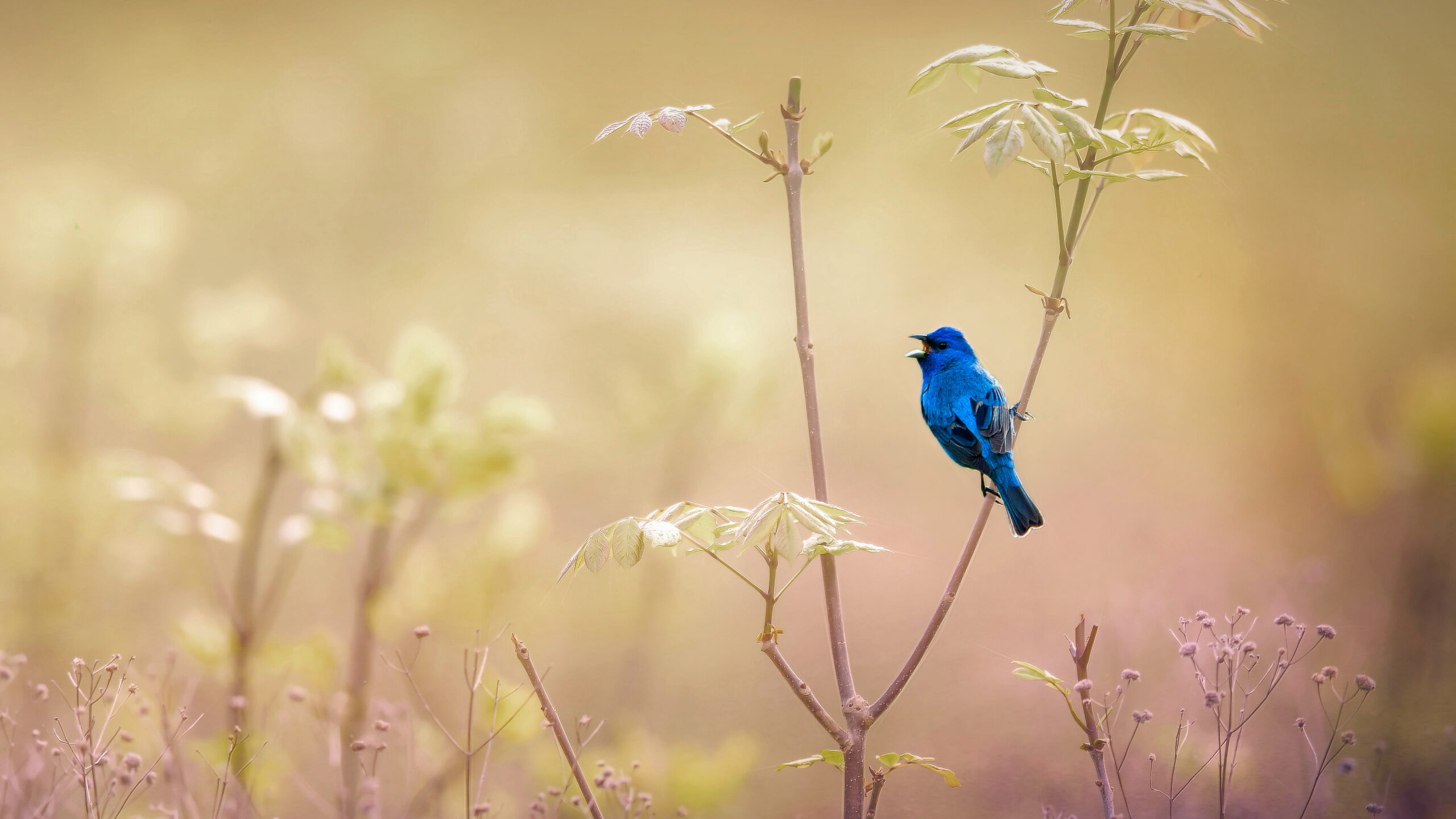 An indigo bunting at the John James Audubon Center at Mill Grove in Audubon, Pennsylvania